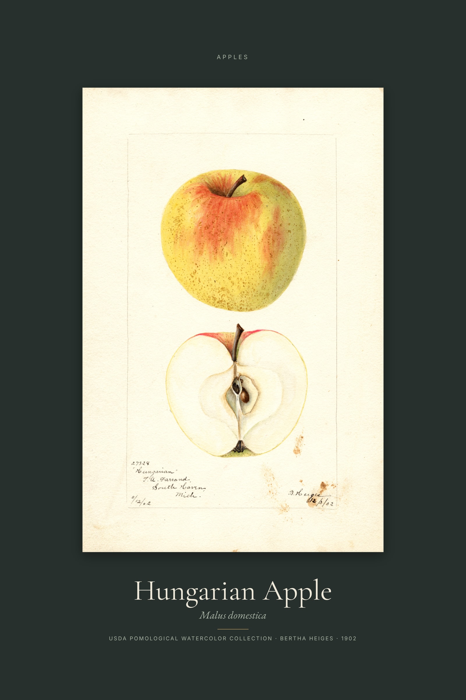 Hungarian Apple — Specimen