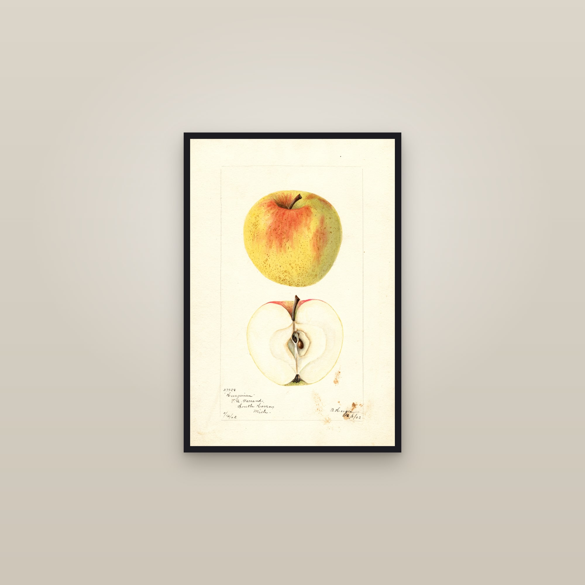 Hungarian Apple — framed in a gallery setting