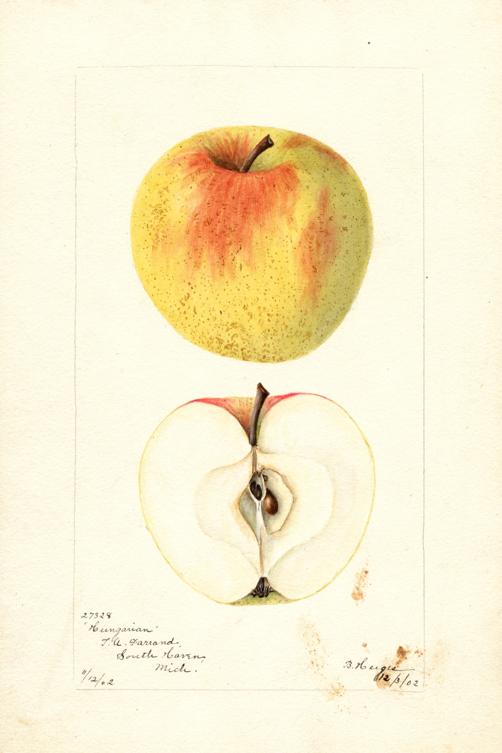 Hungarian Apple