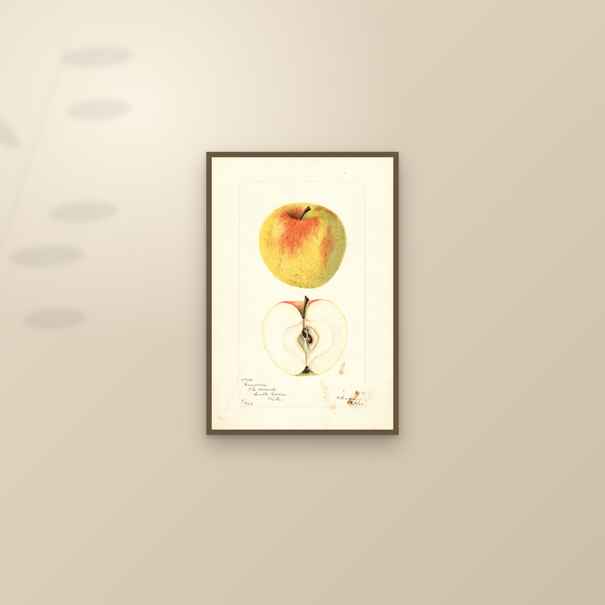 Hungarian Apple — framed and styled on a sunlit wall