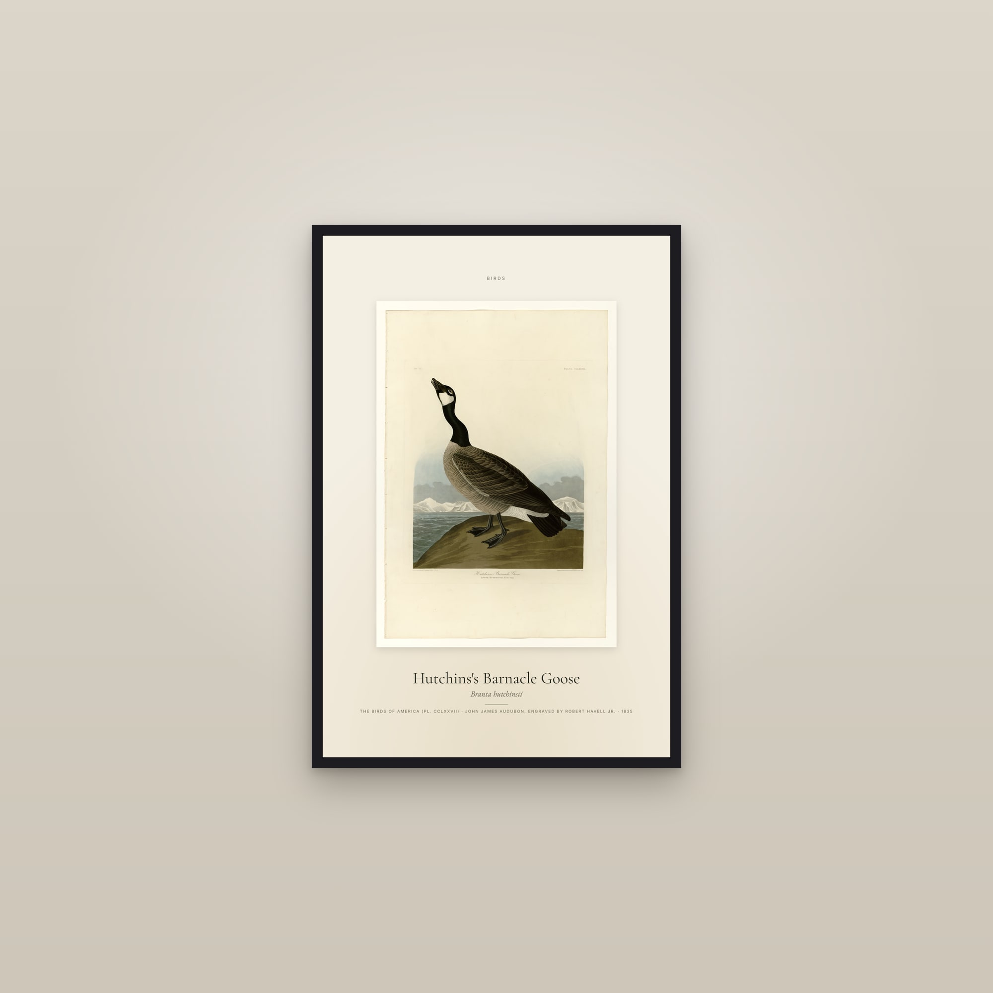 Hutchins's Barnacle Goose — Specimen — framed in a gallery setting