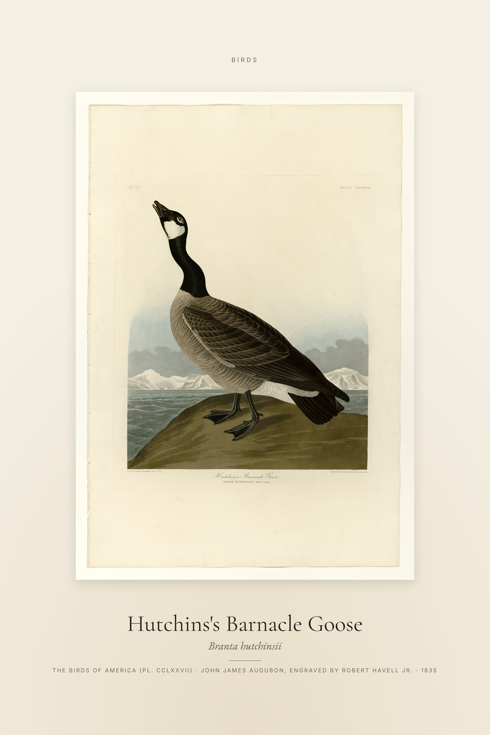 Hutchins's Barnacle Goose — Specimen