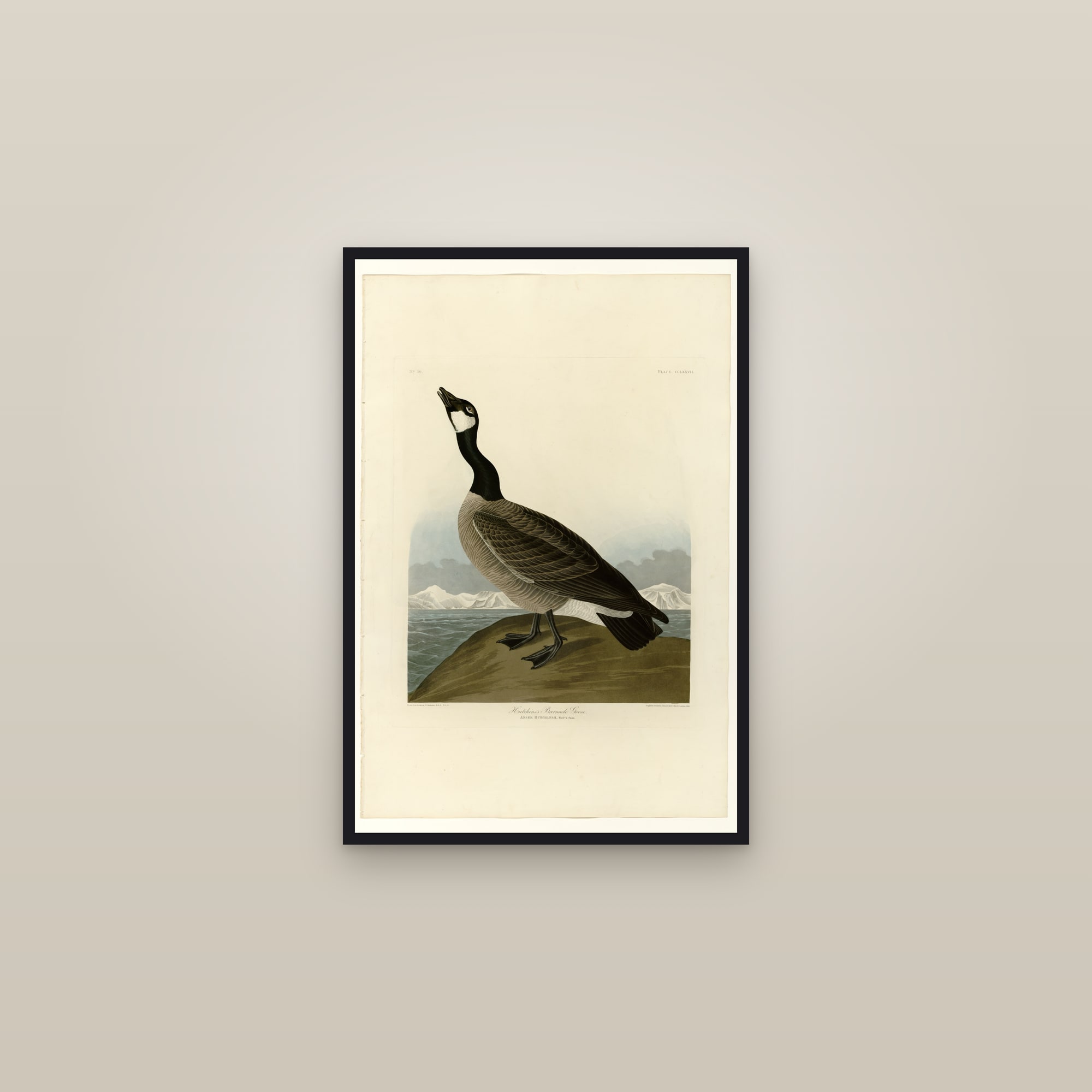 Hutchins's Barnacle Goose — framed in a gallery setting