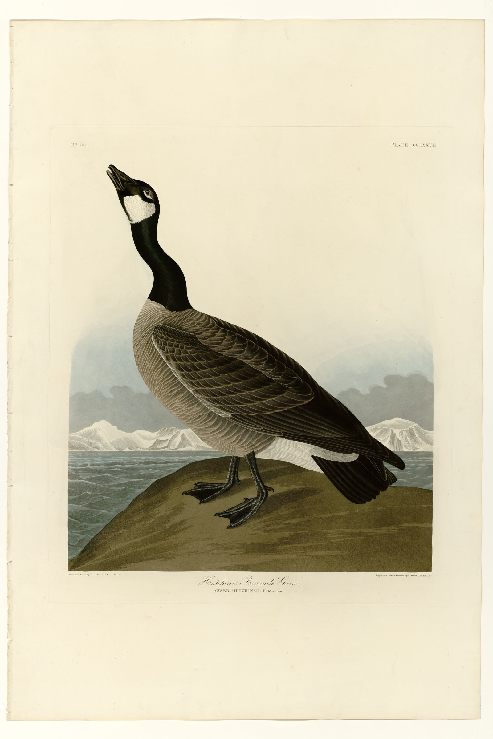 Hutchins's Barnacle Goose