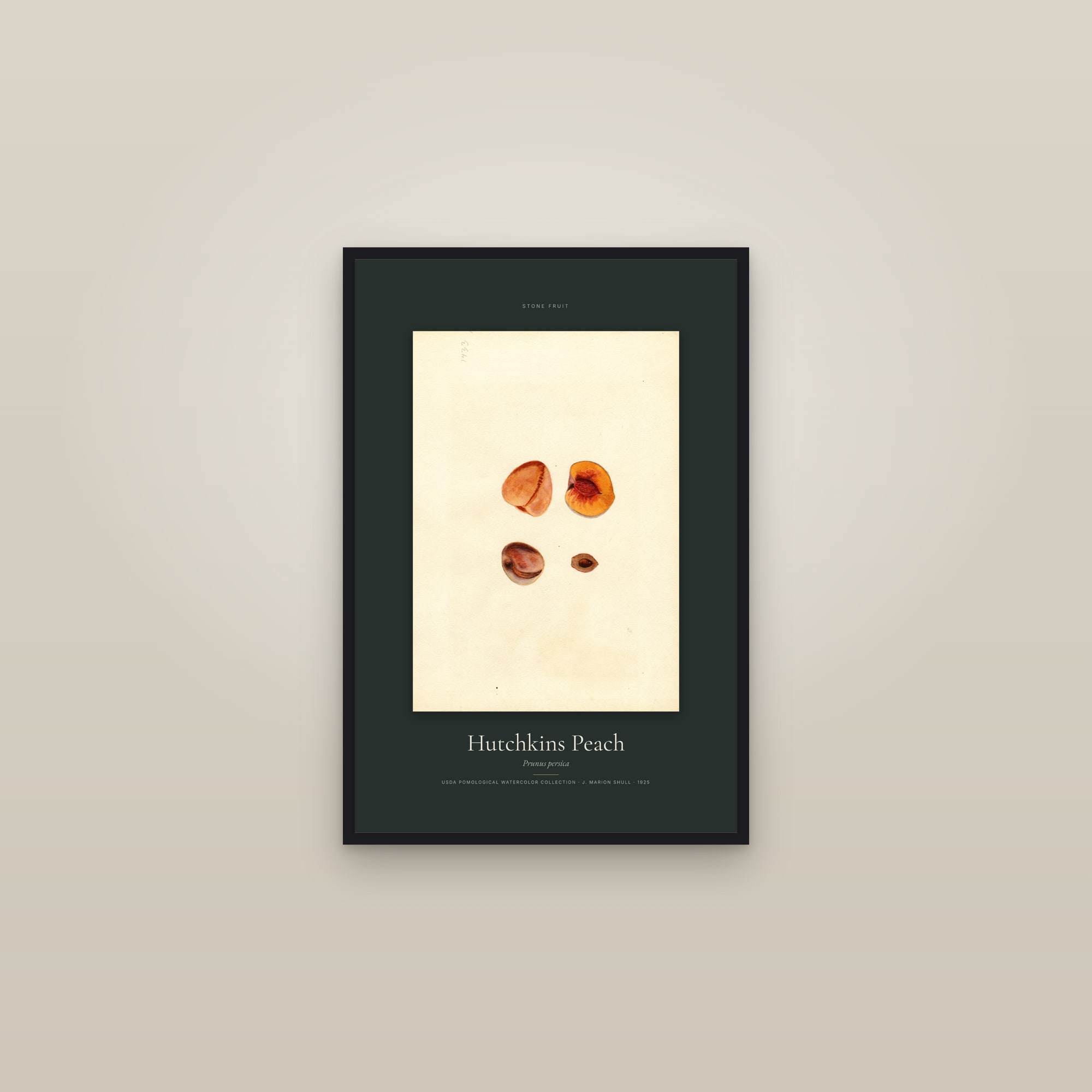 Hutchkins Peach — Specimen — framed in a gallery setting