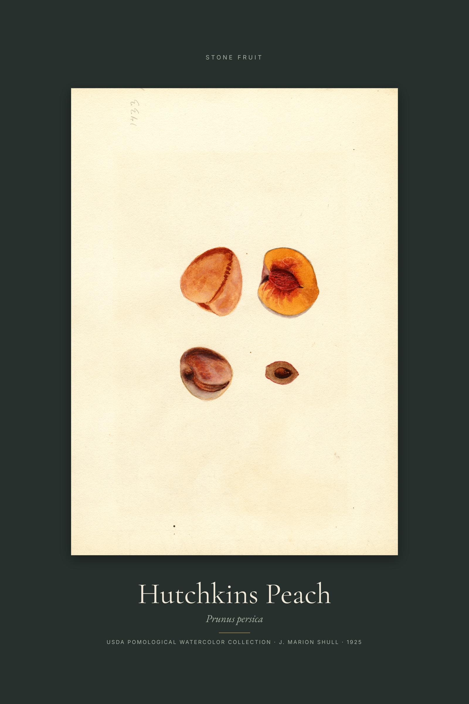 Hutchkins Peach — Specimen