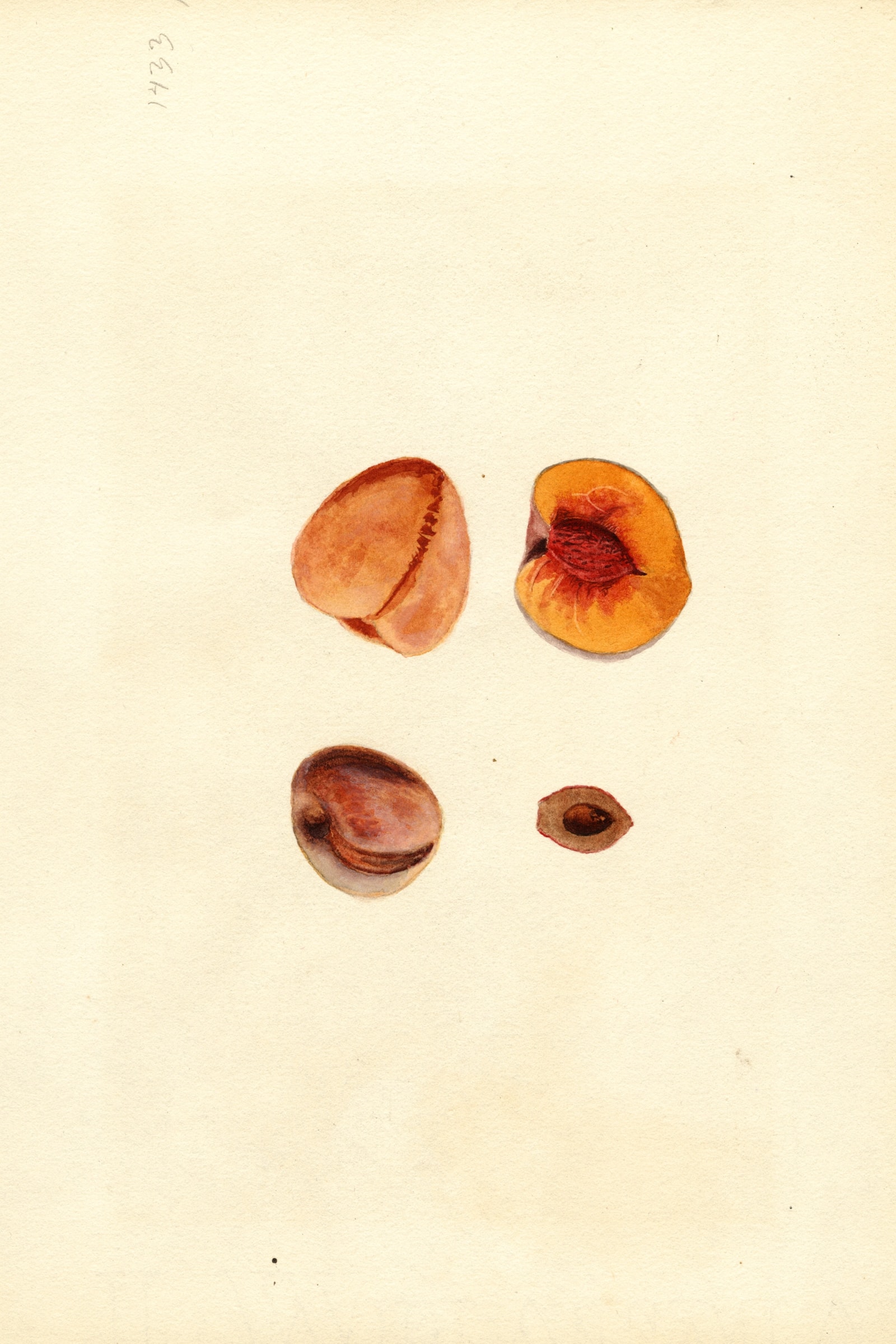 Hutchkins Peach