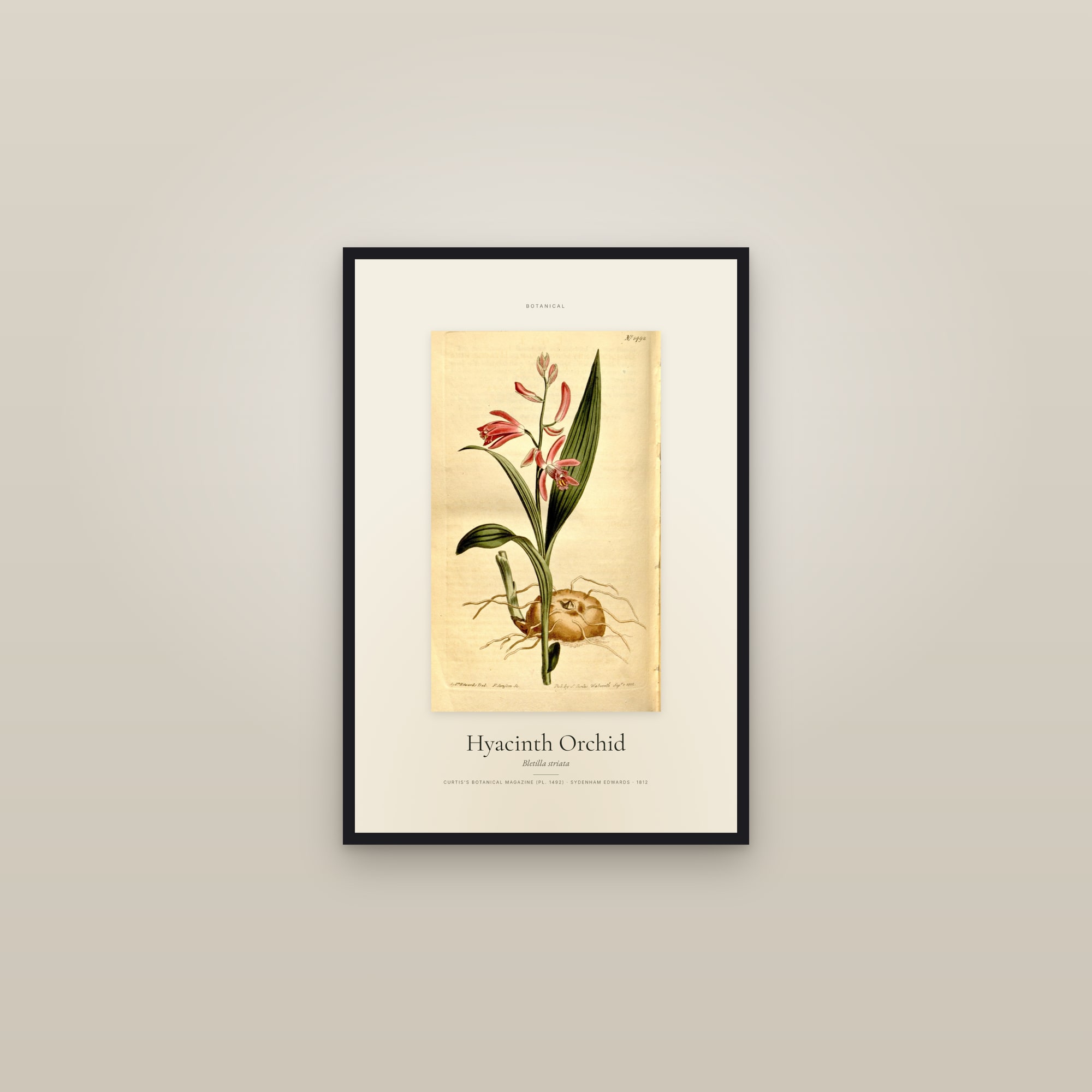 Hyacinth Orchid — Specimen — framed in a gallery setting