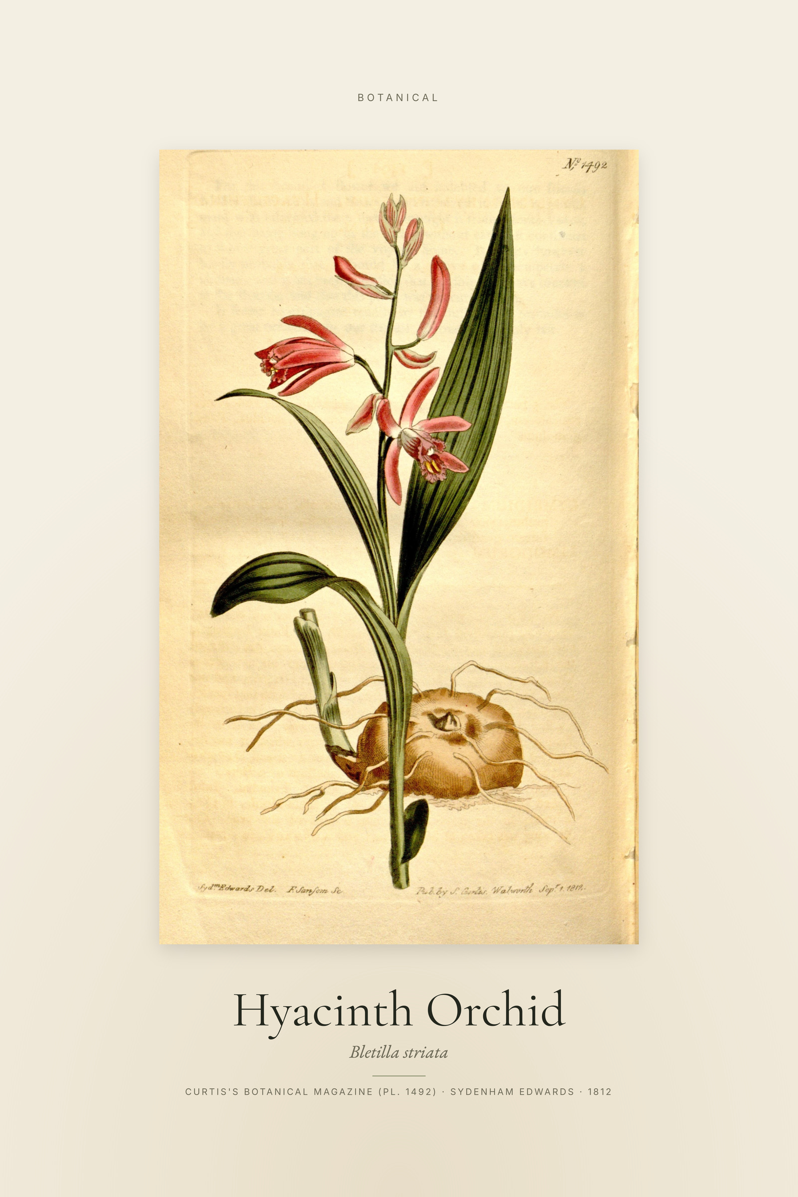 Hyacinth Orchid — Specimen