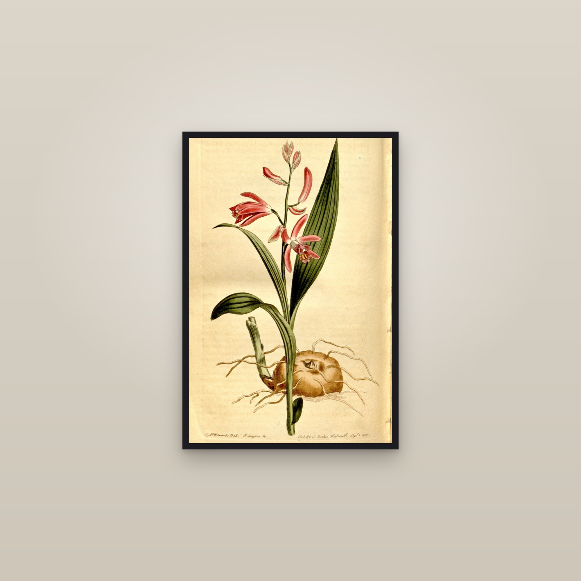 Hyacinth Orchid — framed in a gallery setting