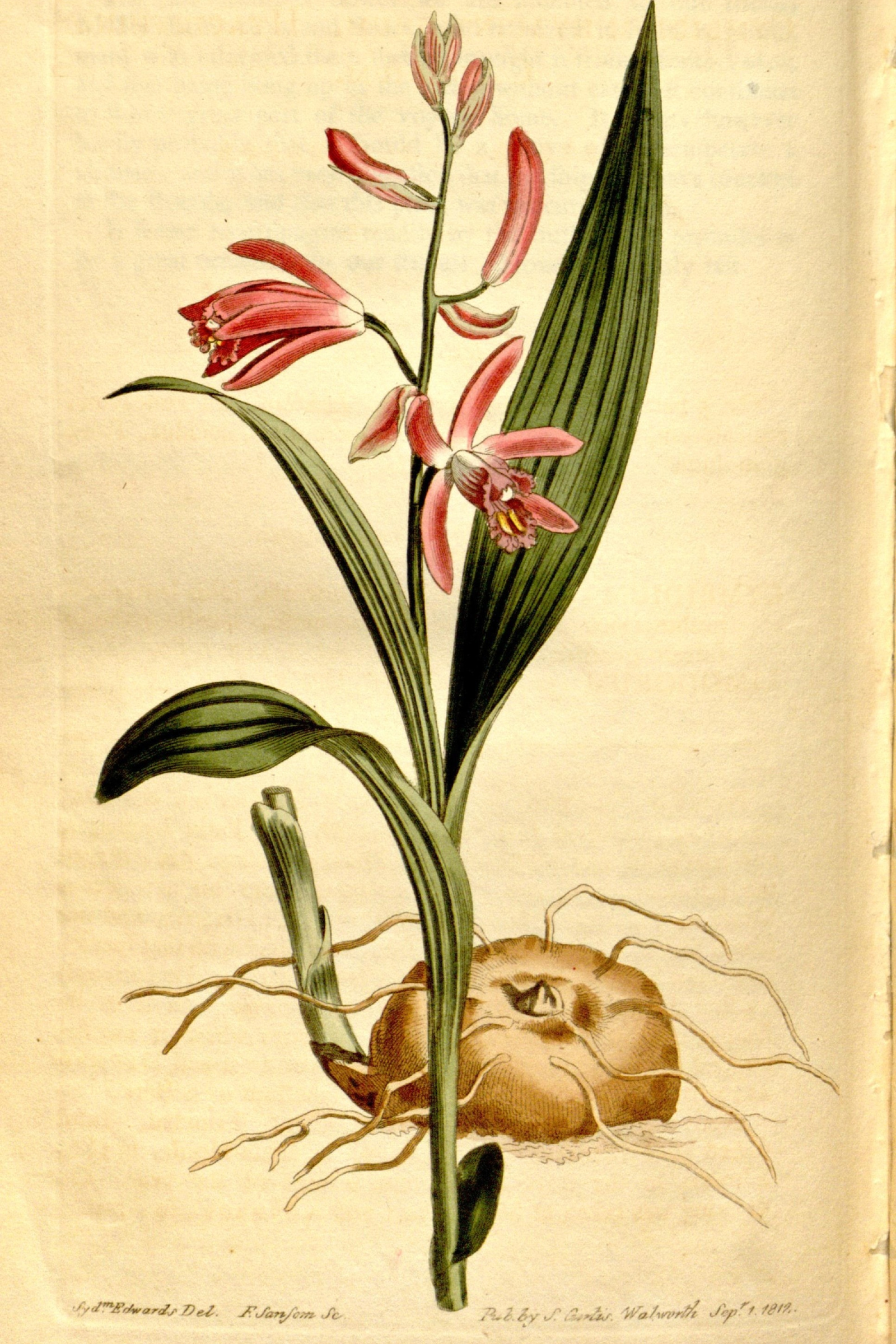 Hyacinth Orchid
