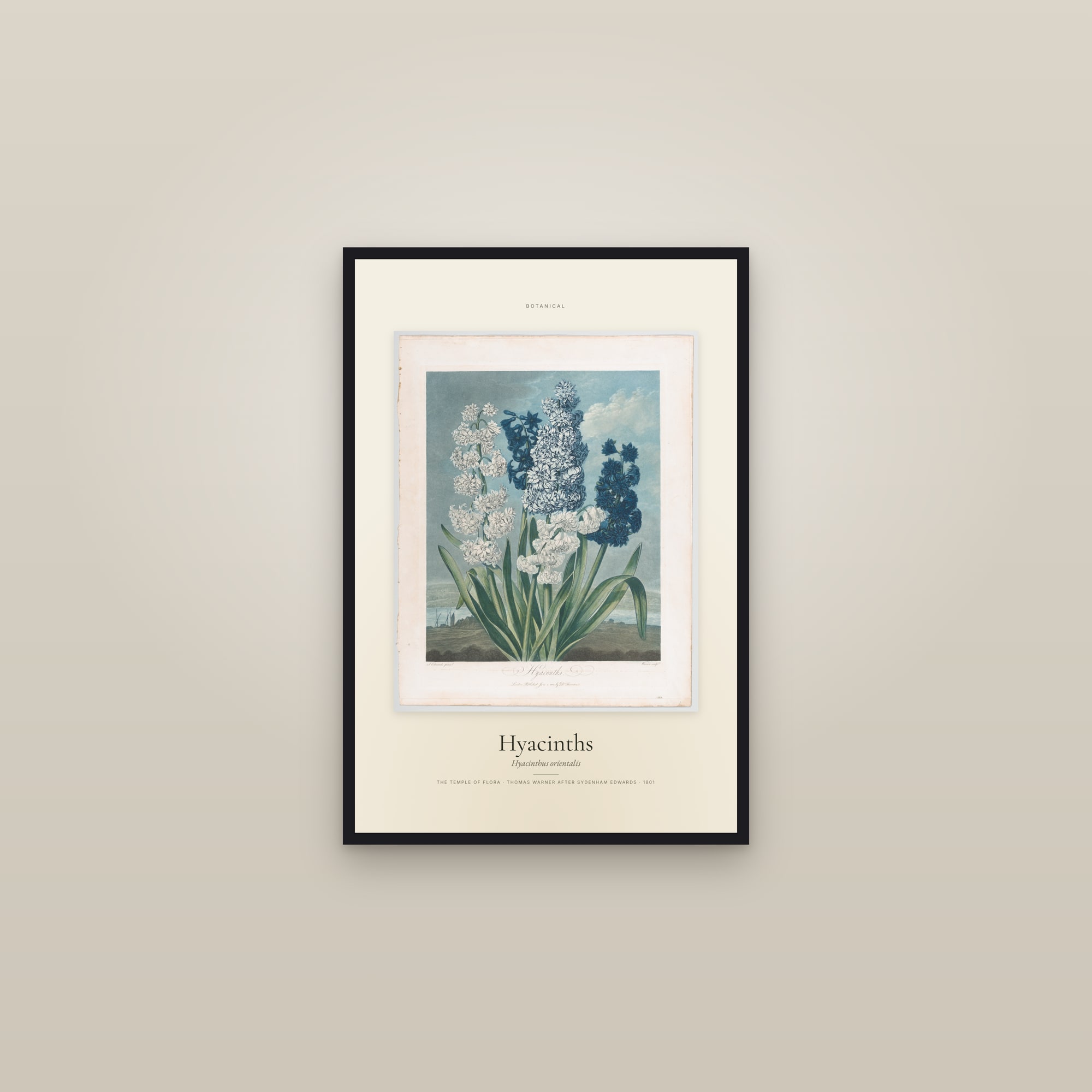 Hyacinths — Specimen — framed in a gallery setting