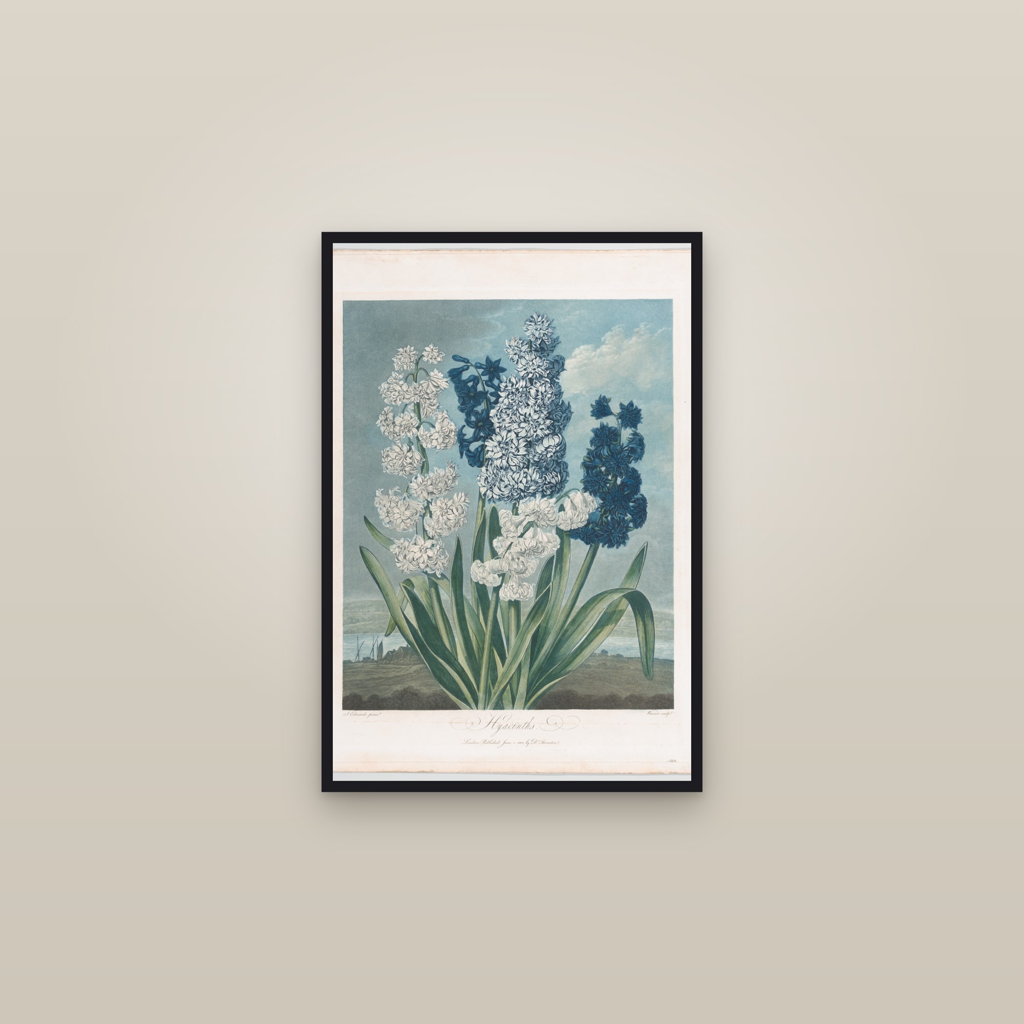 Hyacinths — framed in a gallery setting
