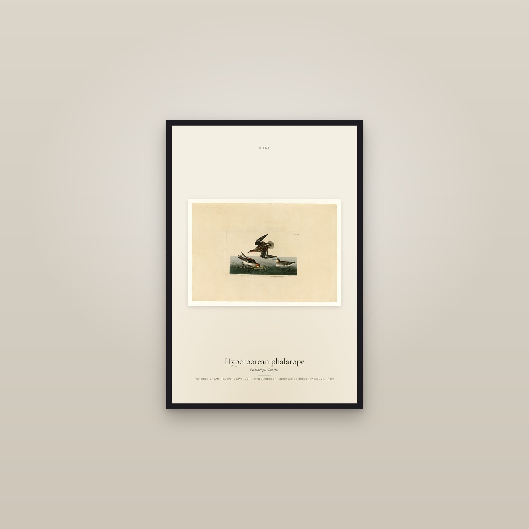 Hyperborean phalarope — framed in a gallery setting