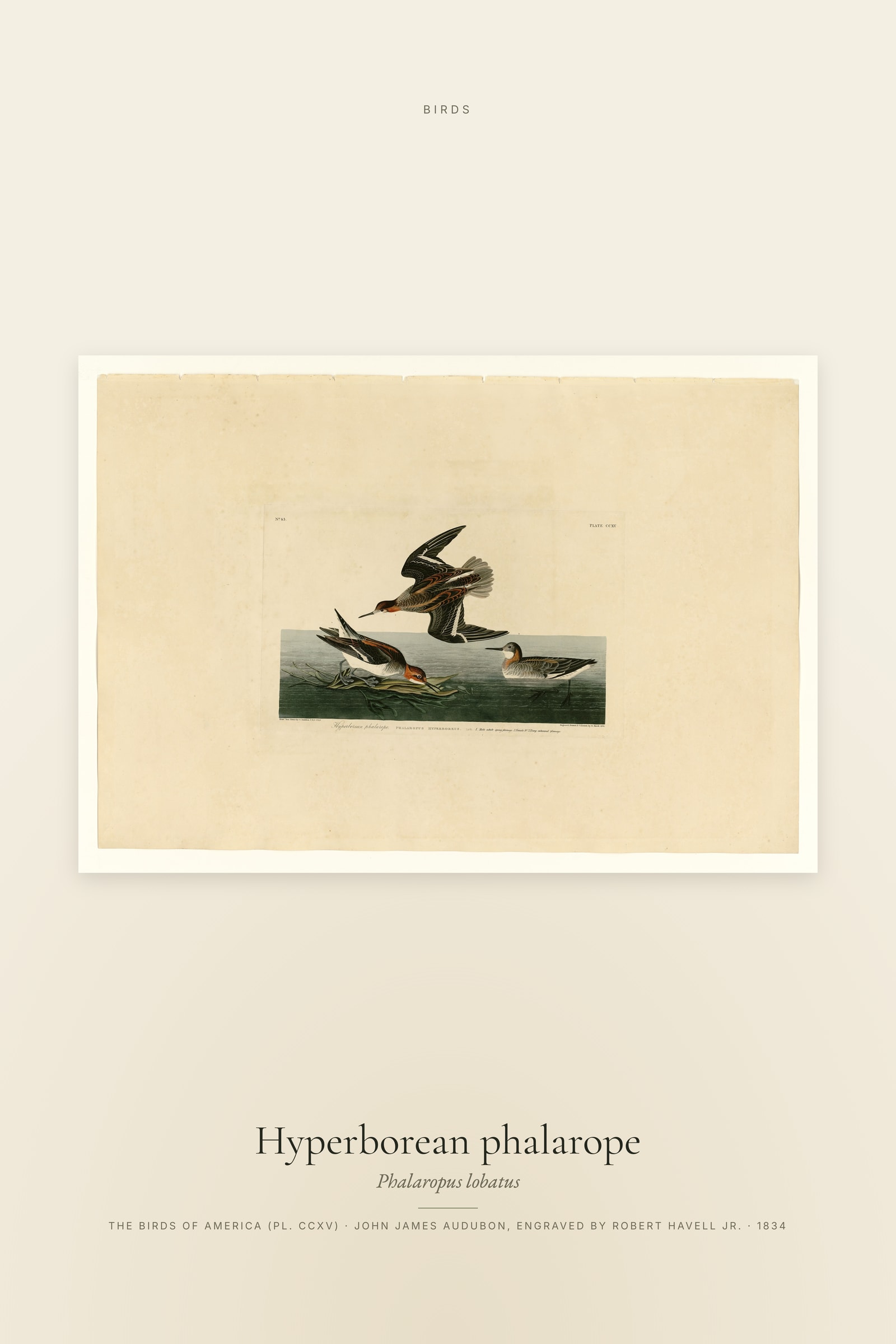 Hyperborean phalarope