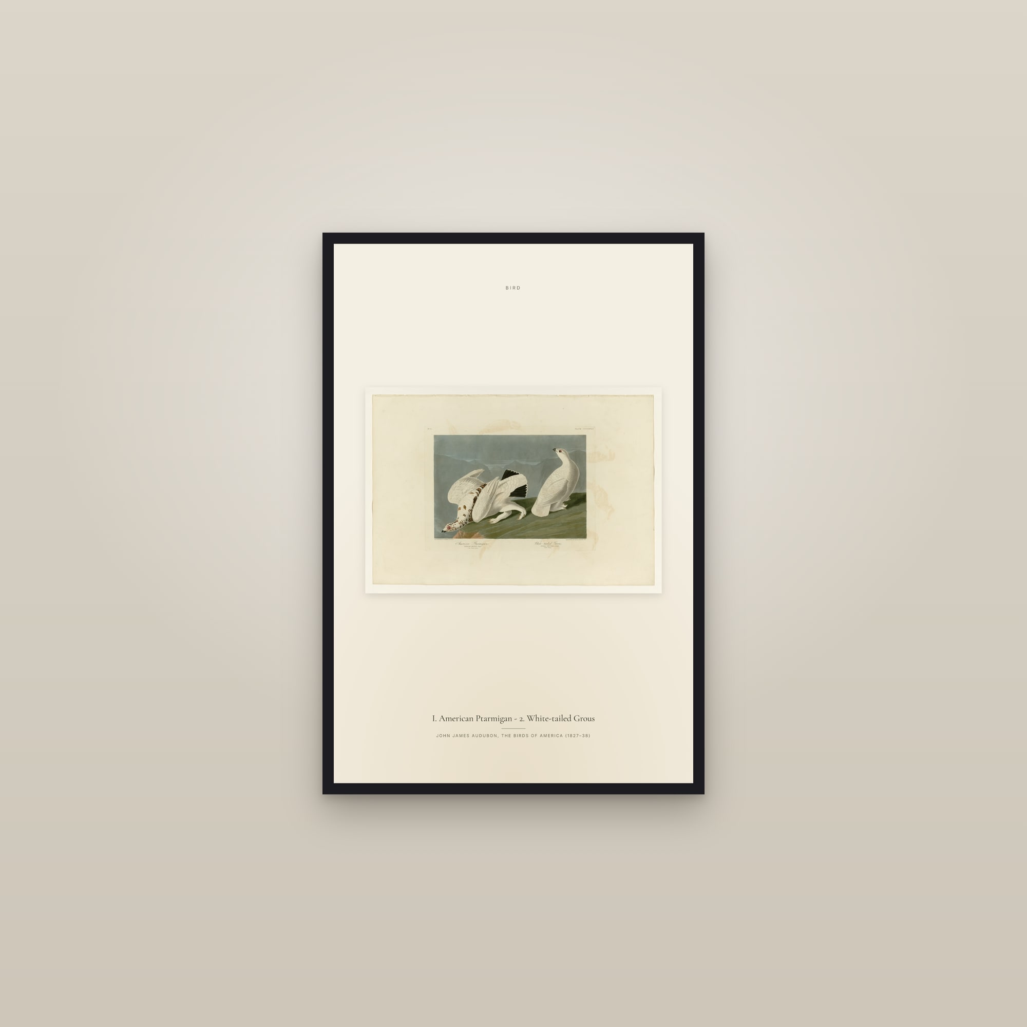I. American Ptarmigan - 2. White-tailed Grous — framed in a gallery setting