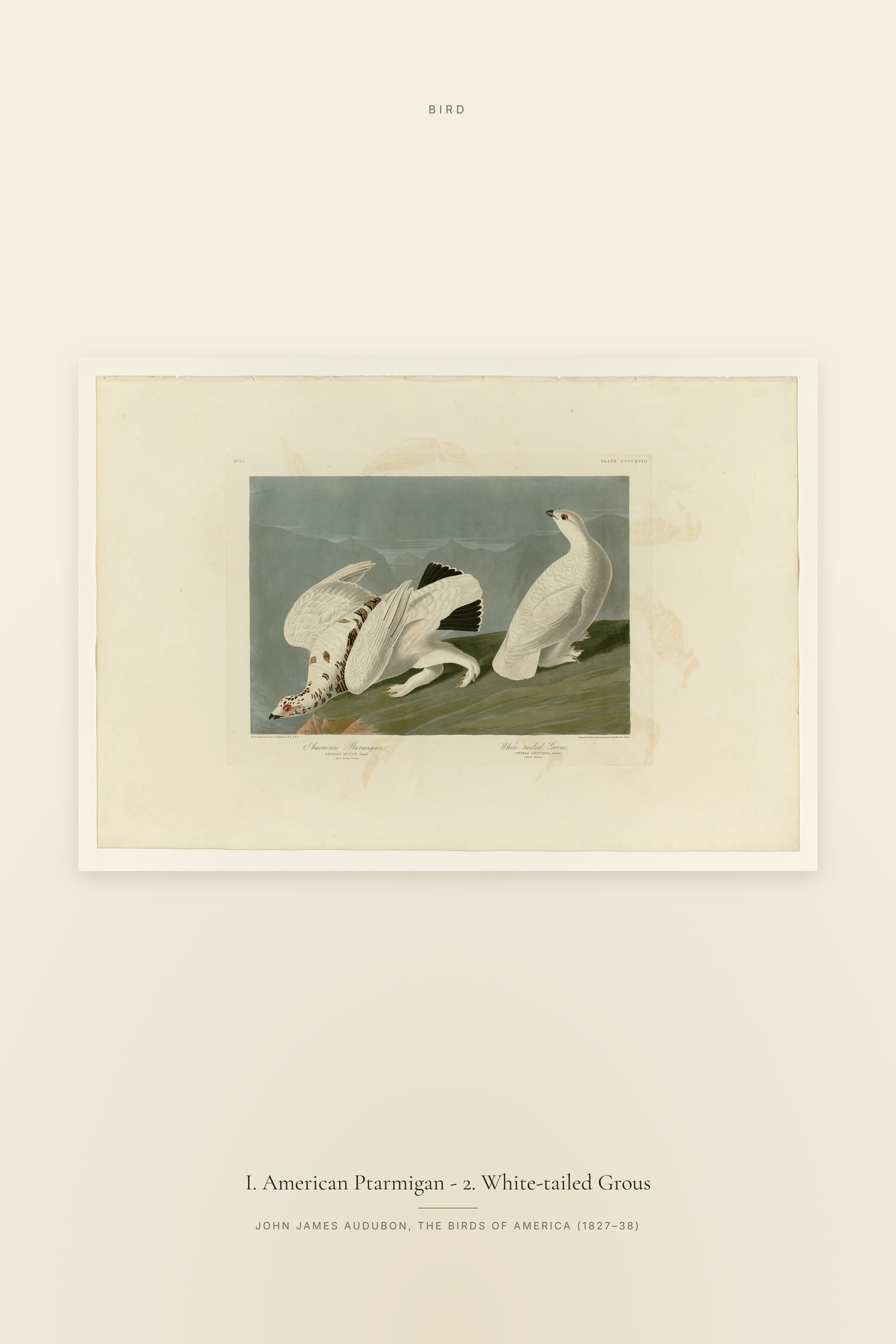 I. American Ptarmigan - 2. White-tailed Grous
