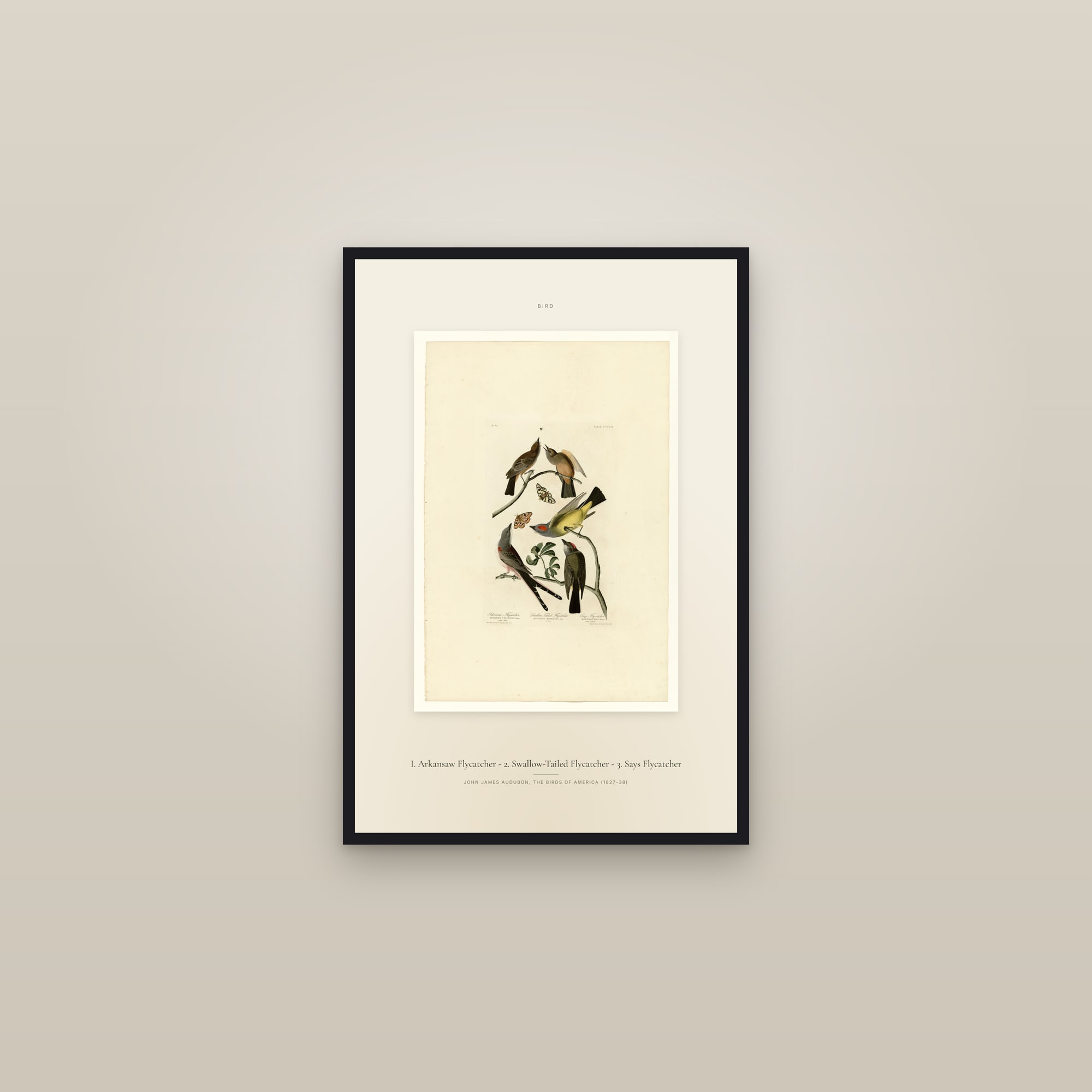 I. Arkansaw Flycatcher - 2. Swallow-Tailed Flycatcher - 3. Says Flycatcher — Specimen — framed in a gallery setting