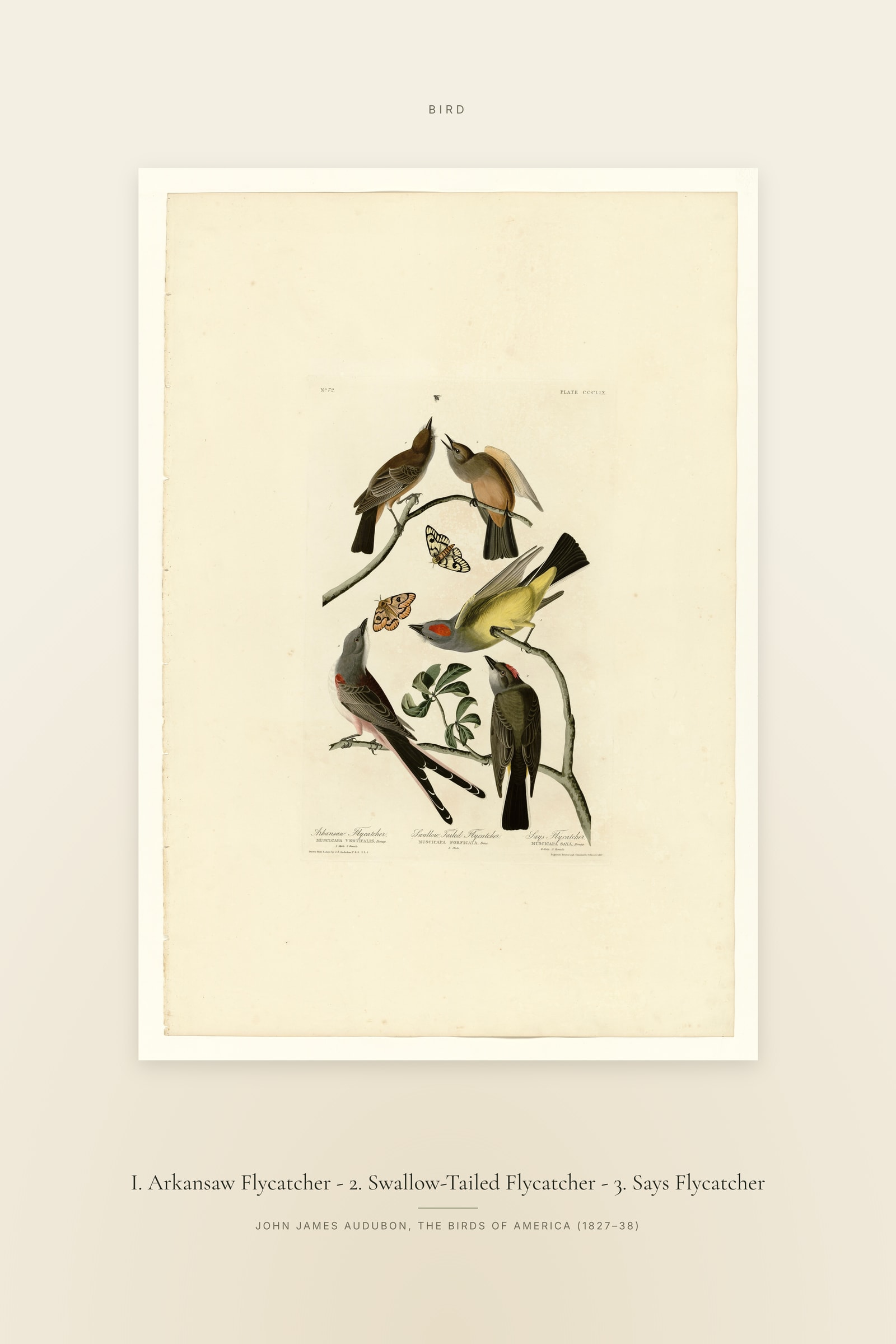 I. Arkansaw Flycatcher - 2. Swallow-Tailed Flycatcher - 3. Says Flycatcher — Specimen