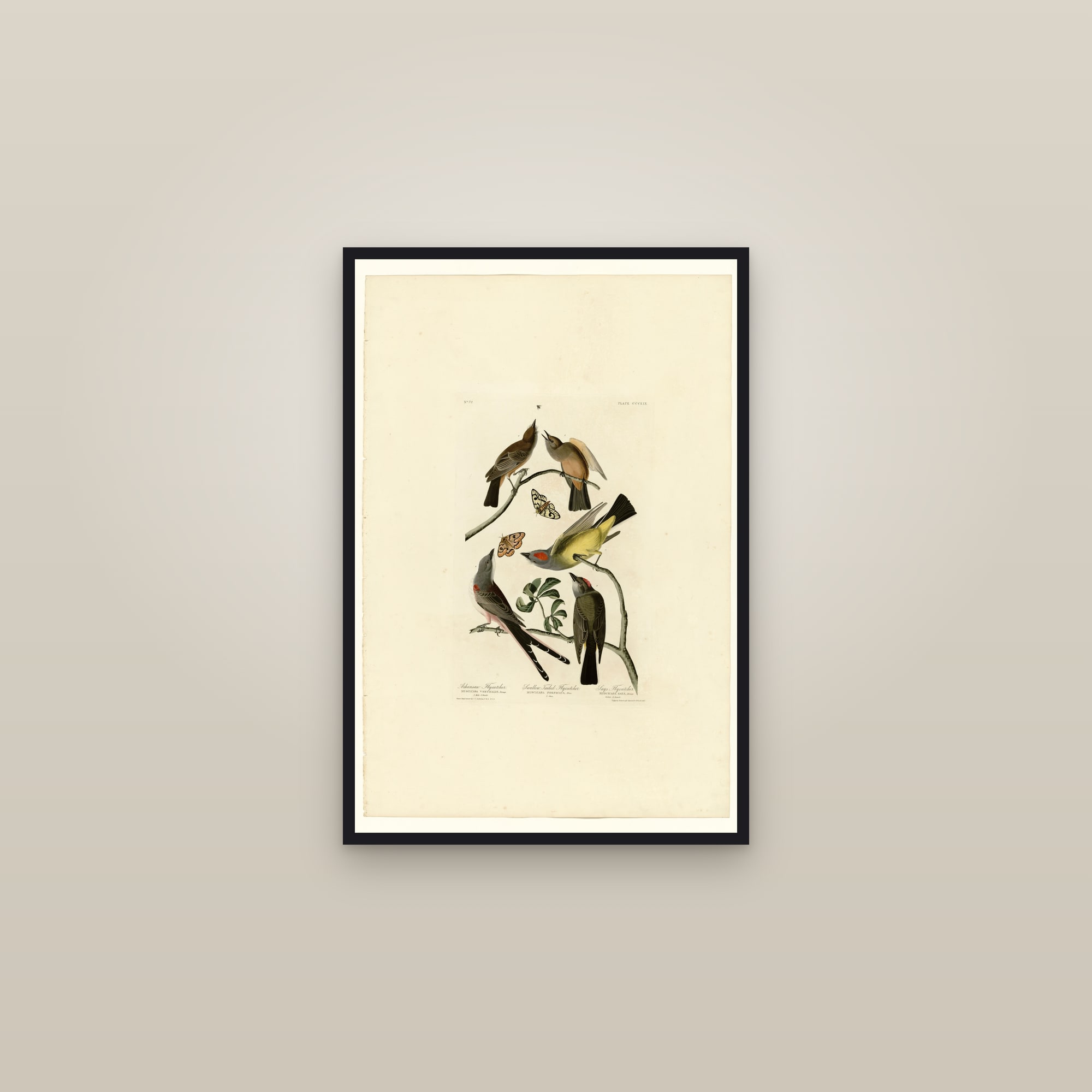I. Arkansaw Flycatcher - 2. Swallow-Tailed Flycatcher - 3. Says Flycatcher — framed in a gallery setting