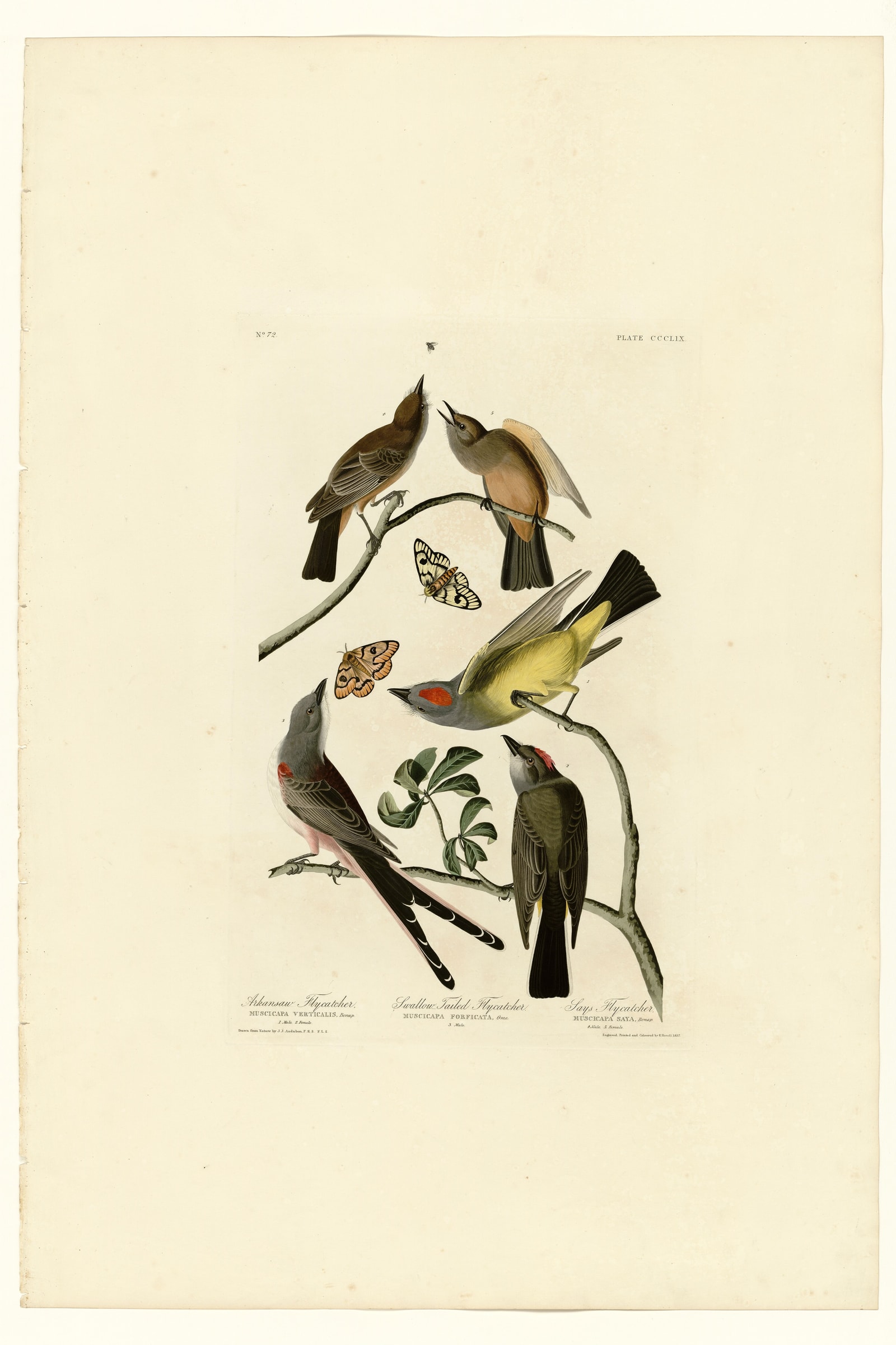 I. Arkansaw Flycatcher - 2. Swallow-Tailed Flycatcher - 3. Says Flycatcher