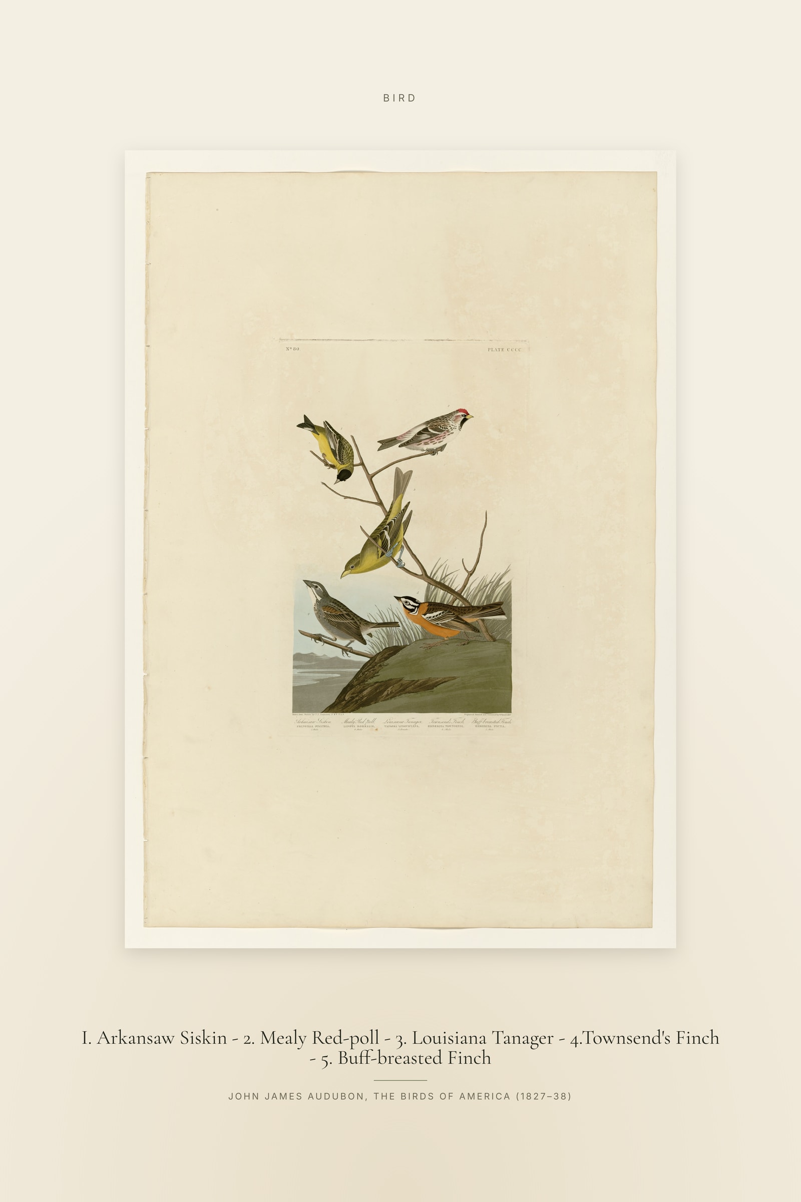 I. Arkansaw Siskin - 2. Mealy Red-poll - 3. Louisiana Tanager - 4.Townsend's Finch - 5. Buff-breasted Finch — Specimen