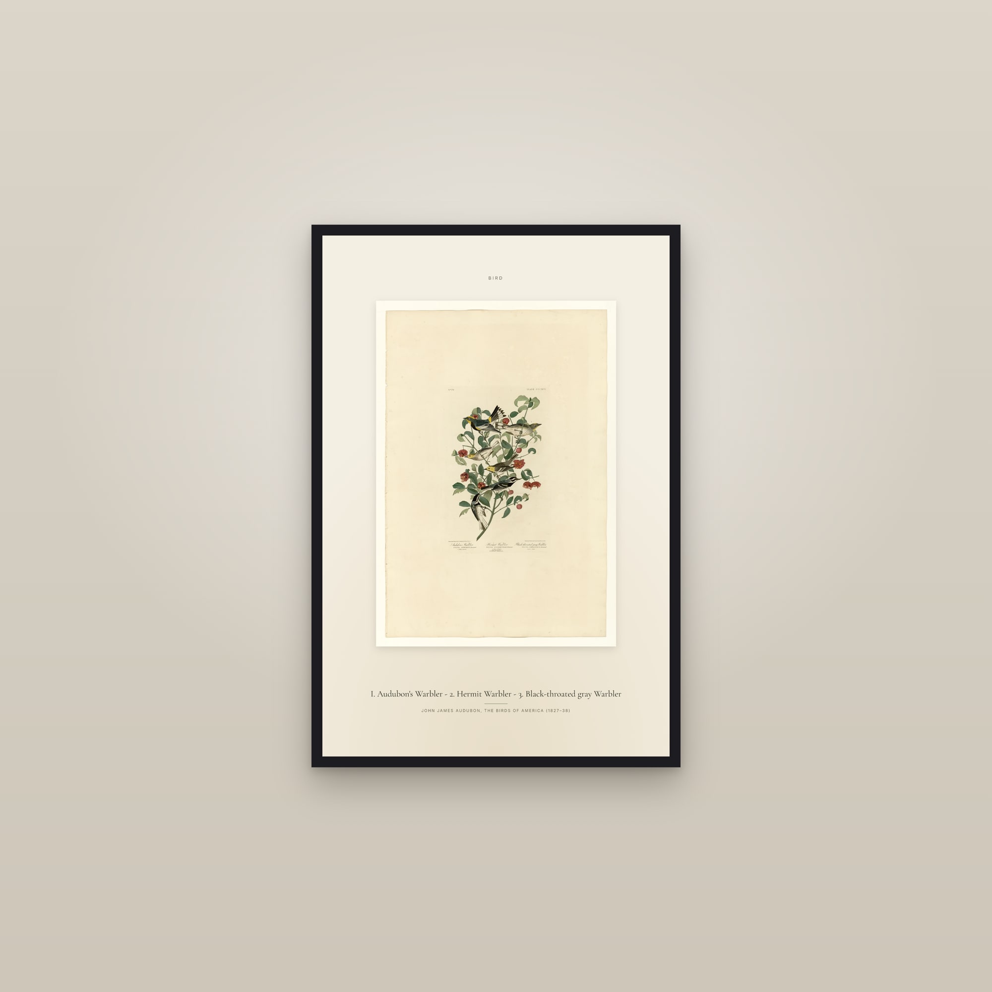 I. Audubon's Warbler - 2. Hermit Warbler - 3. Black-throated gray Warbler — Specimen — framed in a gallery setting