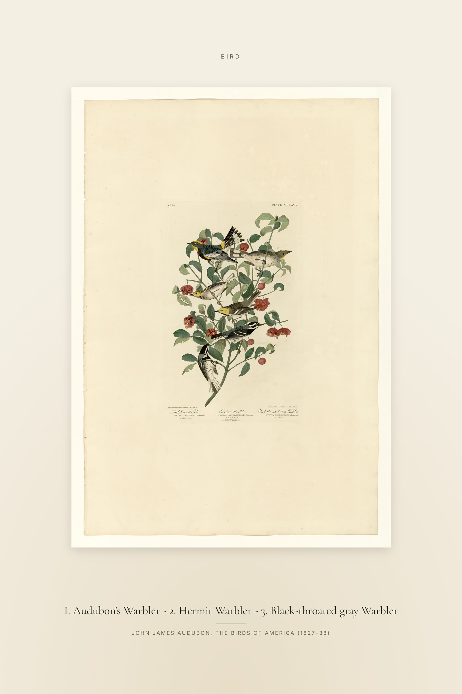 I. Audubon's Warbler - 2. Hermit Warbler - 3. Black-throated gray Warbler — Specimen