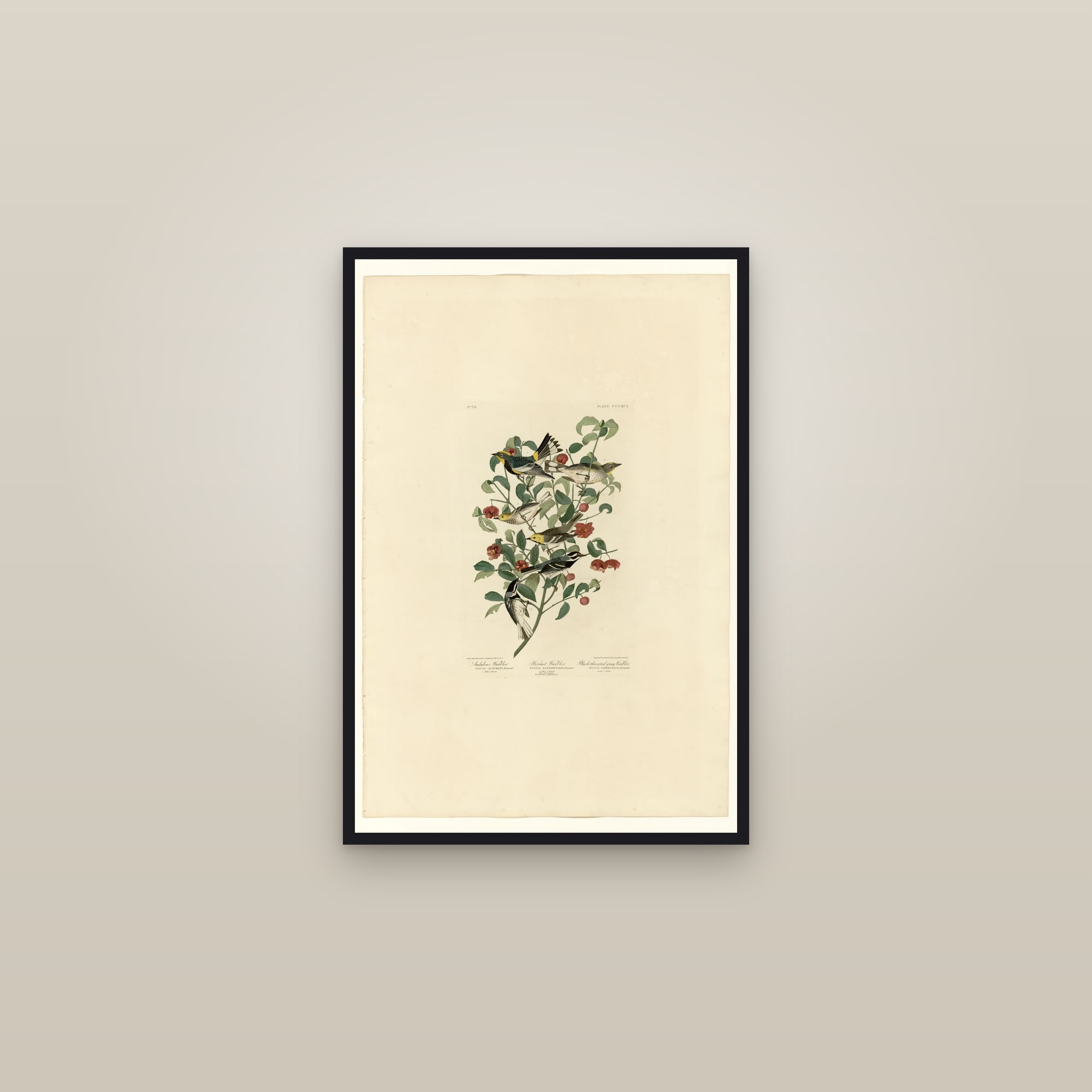 I. Audubon's Warbler - 2. Hermit Warbler - 3. Black-throated gray Warbler — framed in a gallery setting