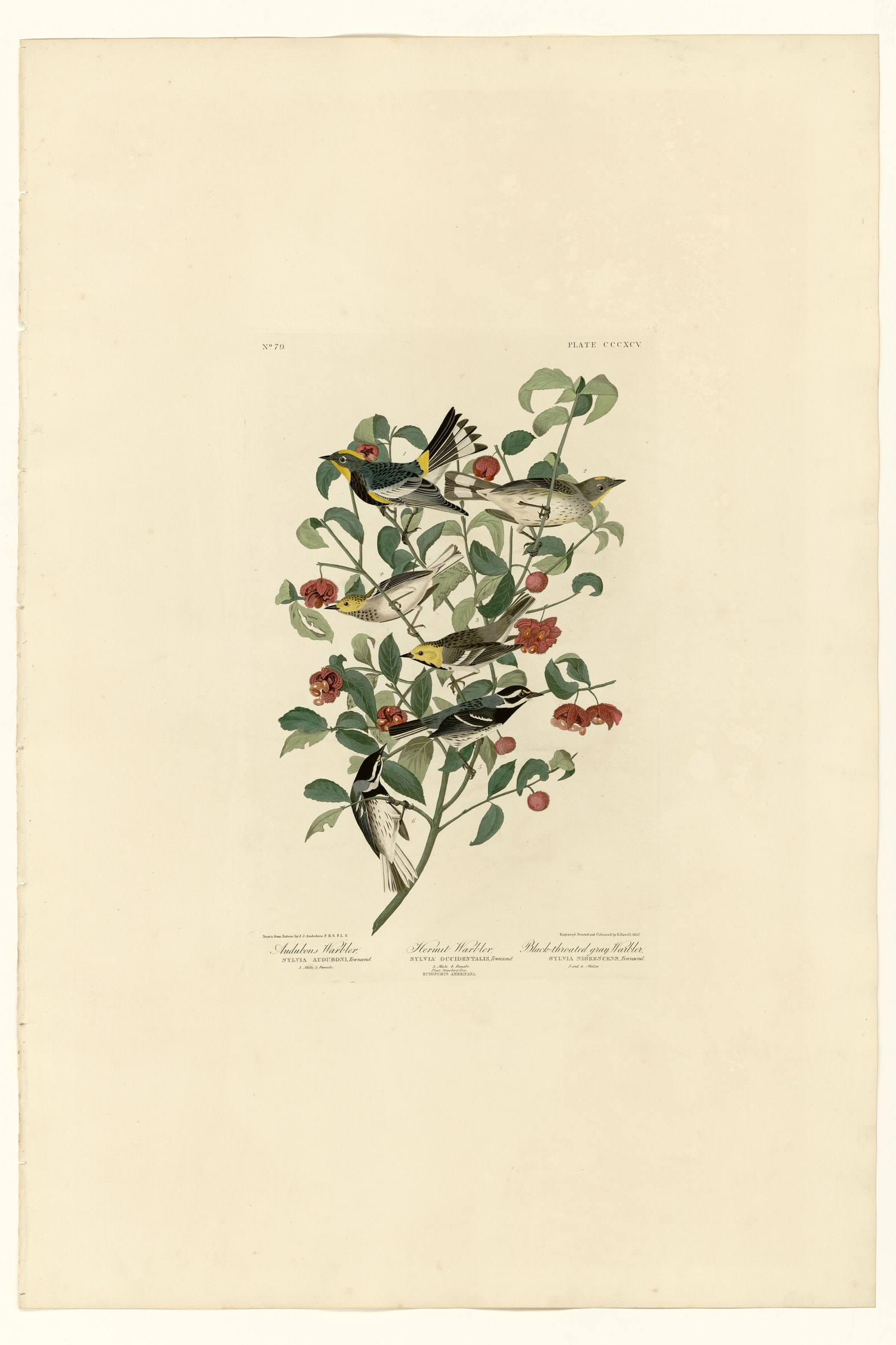 I. Audubon's Warbler - 2. Hermit Warbler - 3. Black-throated gray Warbler