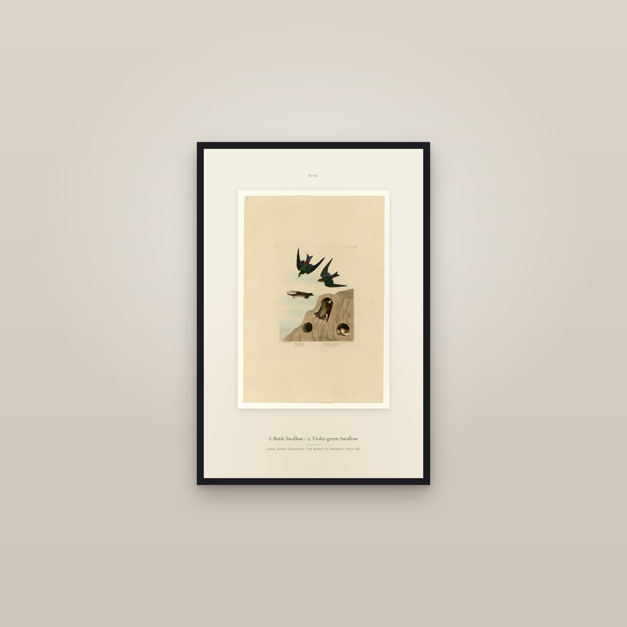 I. Bank Swallow - 2. Violet-green Swallow — Specimen — framed in a gallery setting
