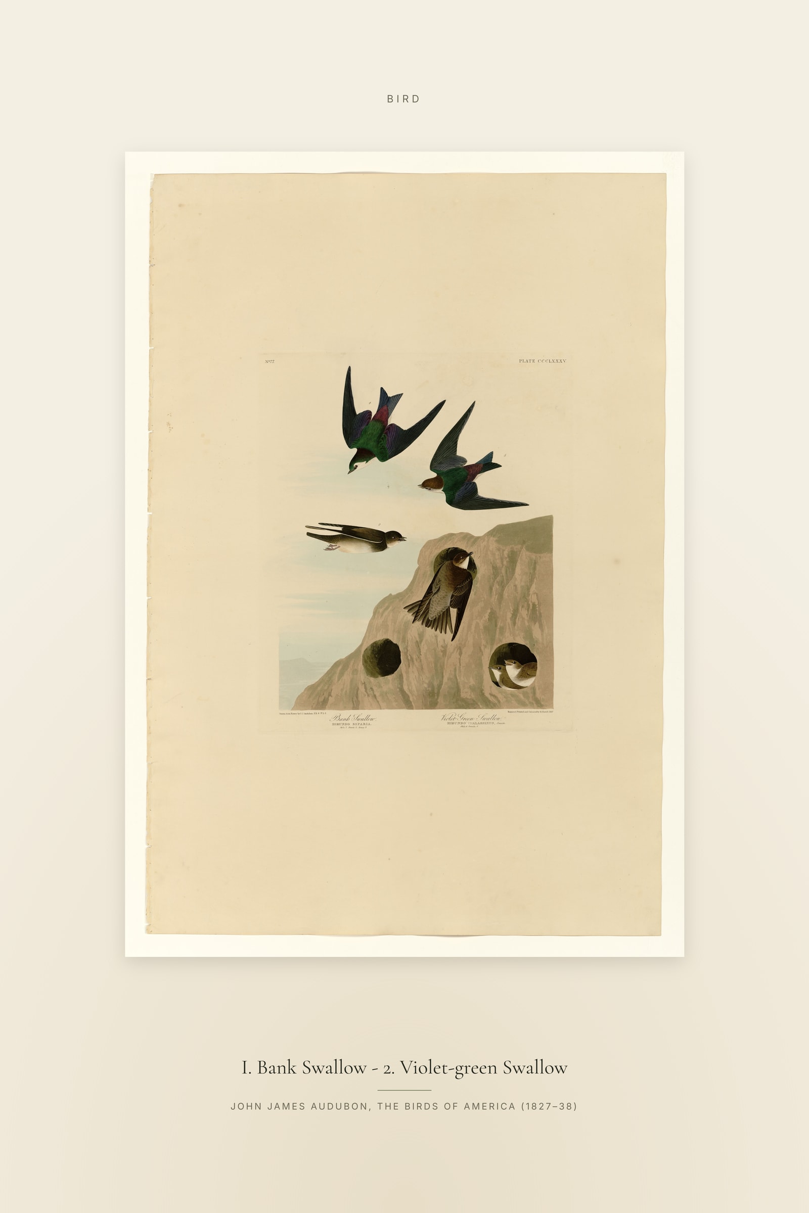 I. Bank Swallow - 2. Violet-green Swallow — Specimen