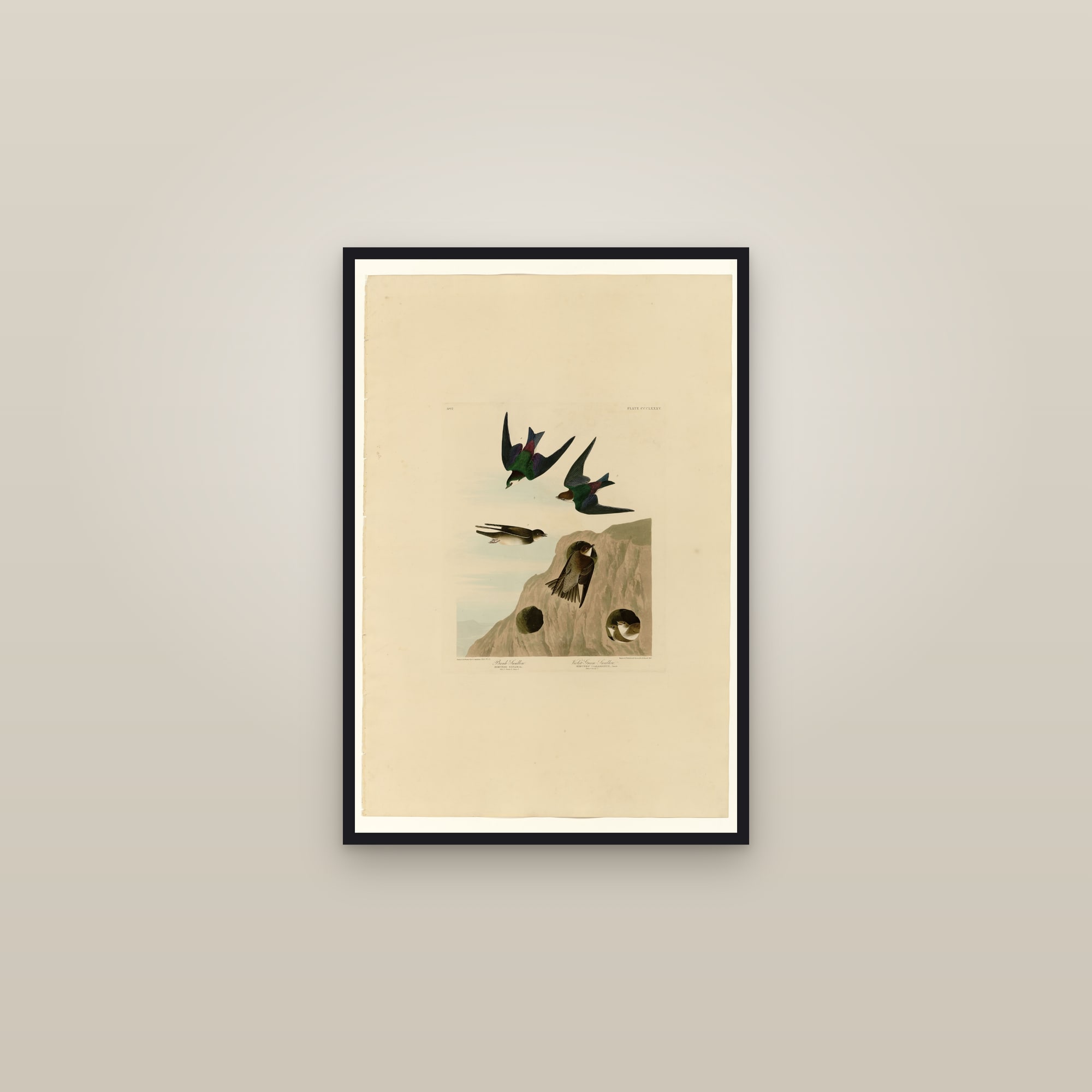 I. Bank Swallow - 2. Violet-green Swallow — framed in a gallery setting