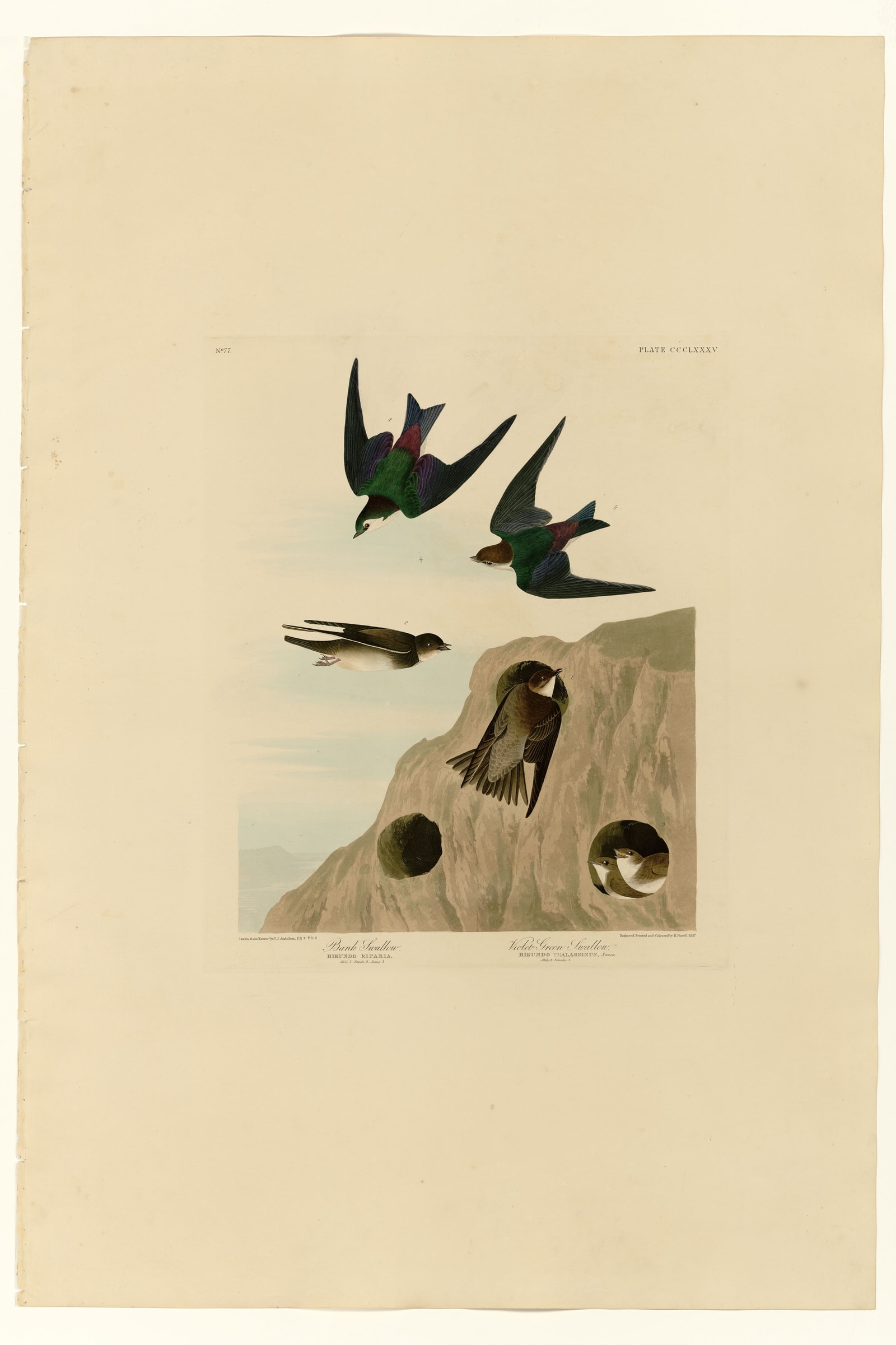 I. Bank Swallow - 2. Violet-green Swallow