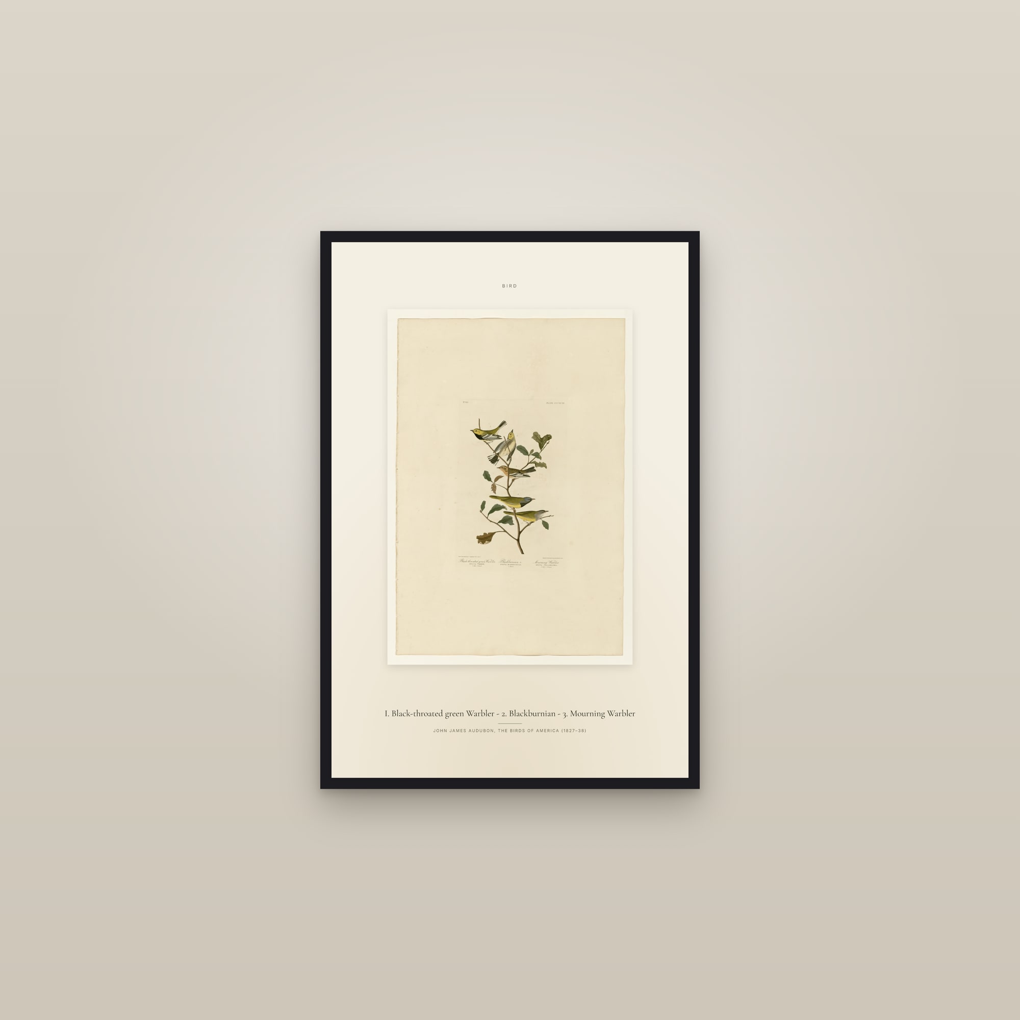 I. Black-throated green Warbler - 2. Blackburnian - 3. Mourning Warbler — Specimen — framed in a gallery setting