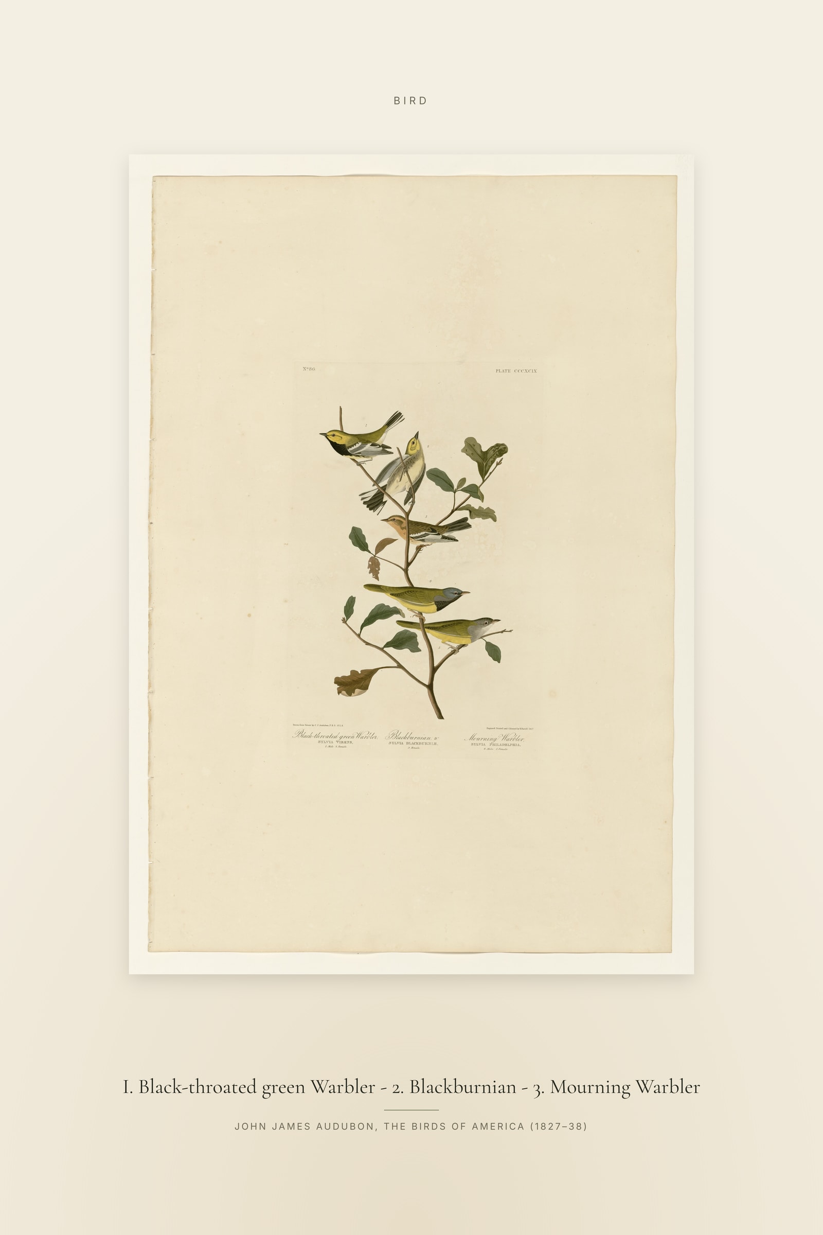 I. Black-throated green Warbler - 2. Blackburnian - 3. Mourning Warbler — Specimen