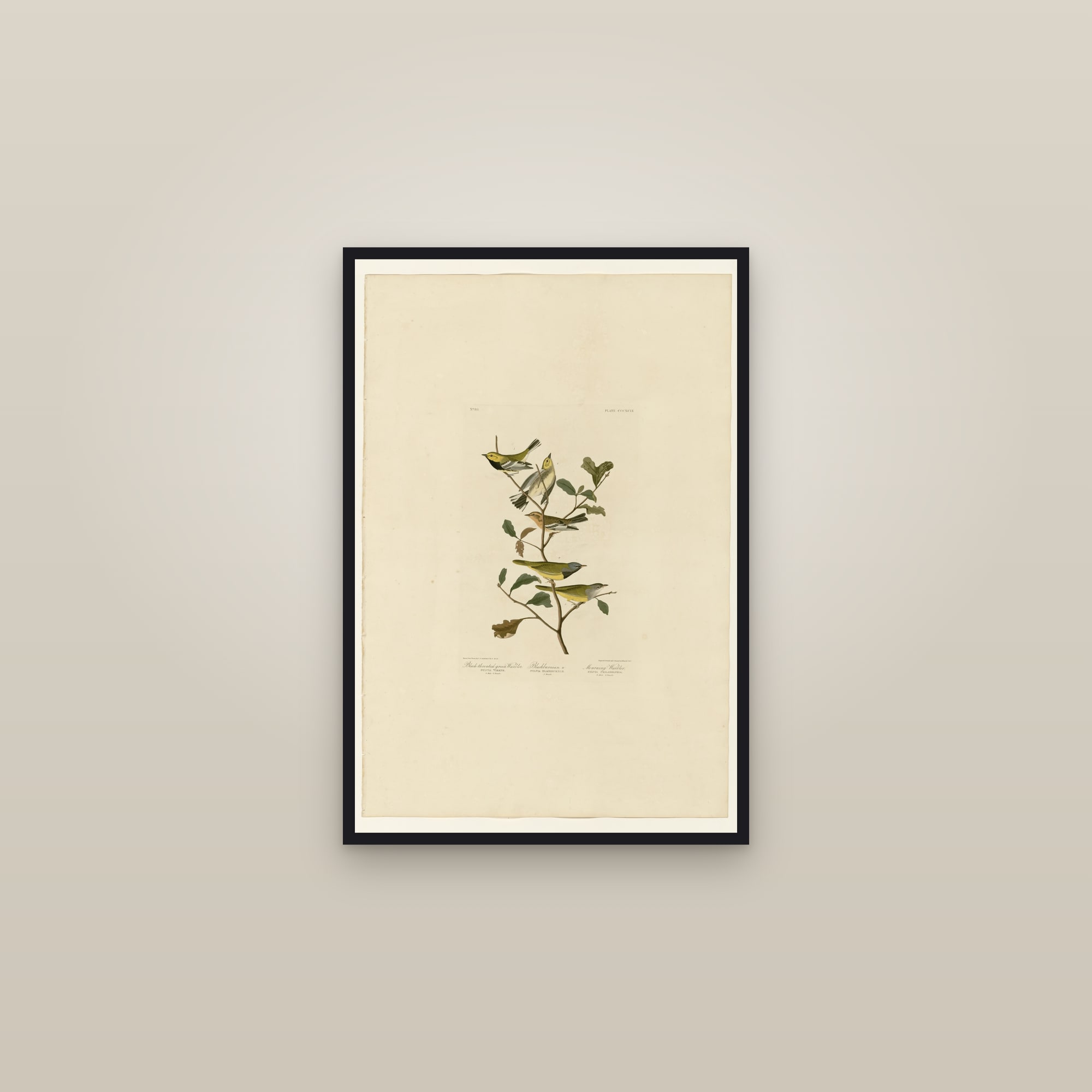 I. Black-throated green Warbler - 2. Blackburnian - 3. Mourning Warbler — framed in a gallery setting