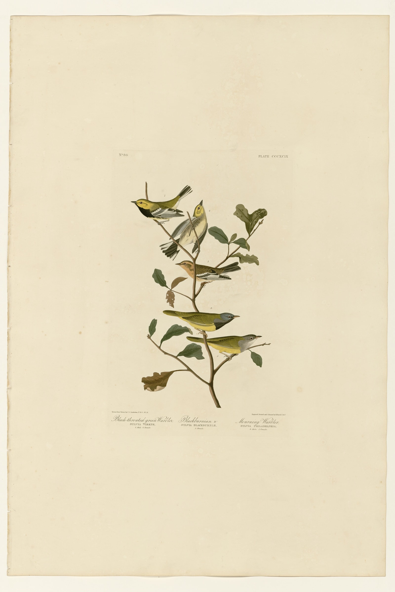 I. Black-throated green Warbler - 2. Blackburnian - 3. Mourning Warbler