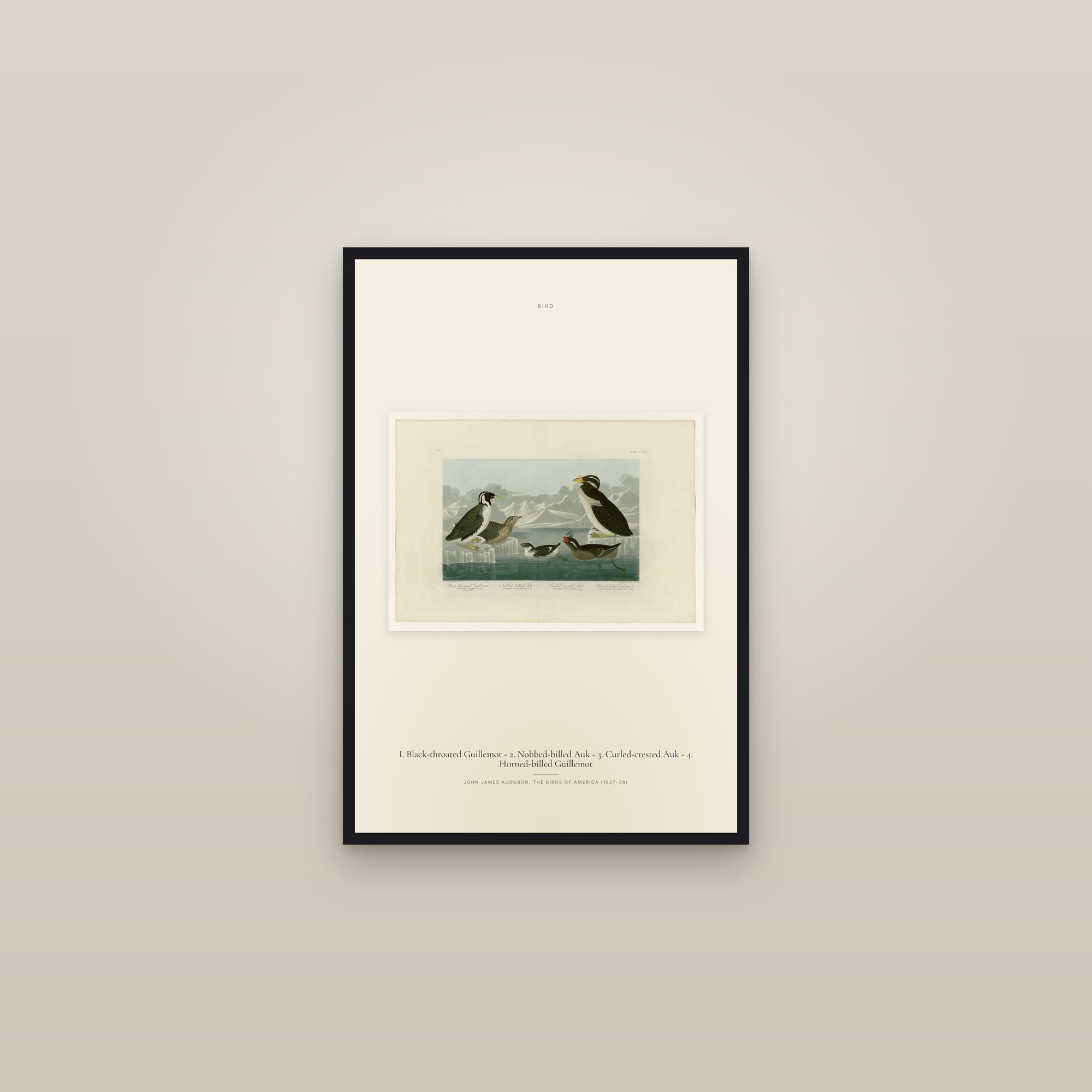 I. Black-throated Guillemot - 2. Nobbed-billed Auk - 3. Curled-crested Auk - 4. Horned-billed Guillemot — framed in a gallery setting
