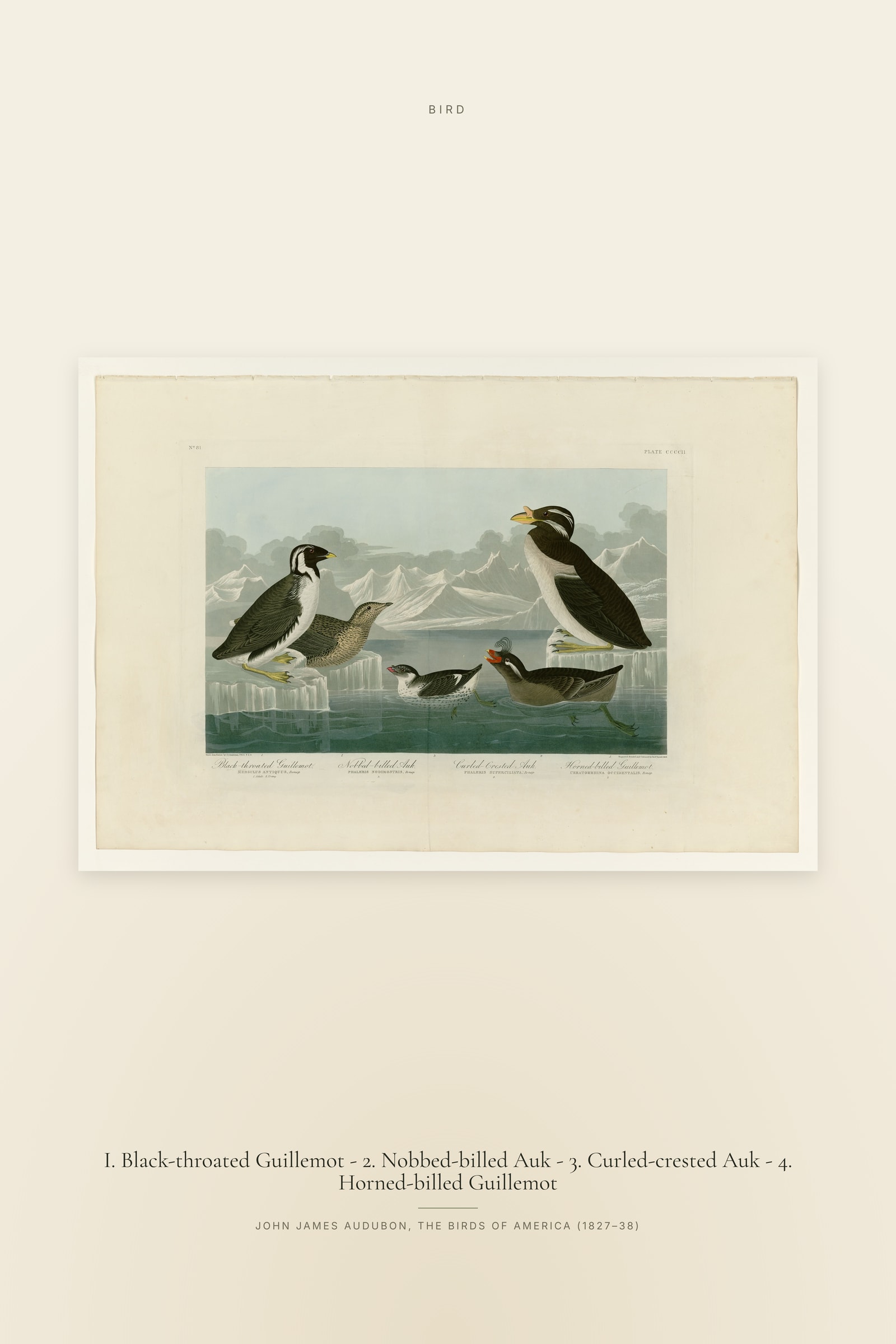 I. Black-throated Guillemot - 2. Nobbed-billed Auk - 3. Curled-crested Auk - 4. Horned-billed Guillemot