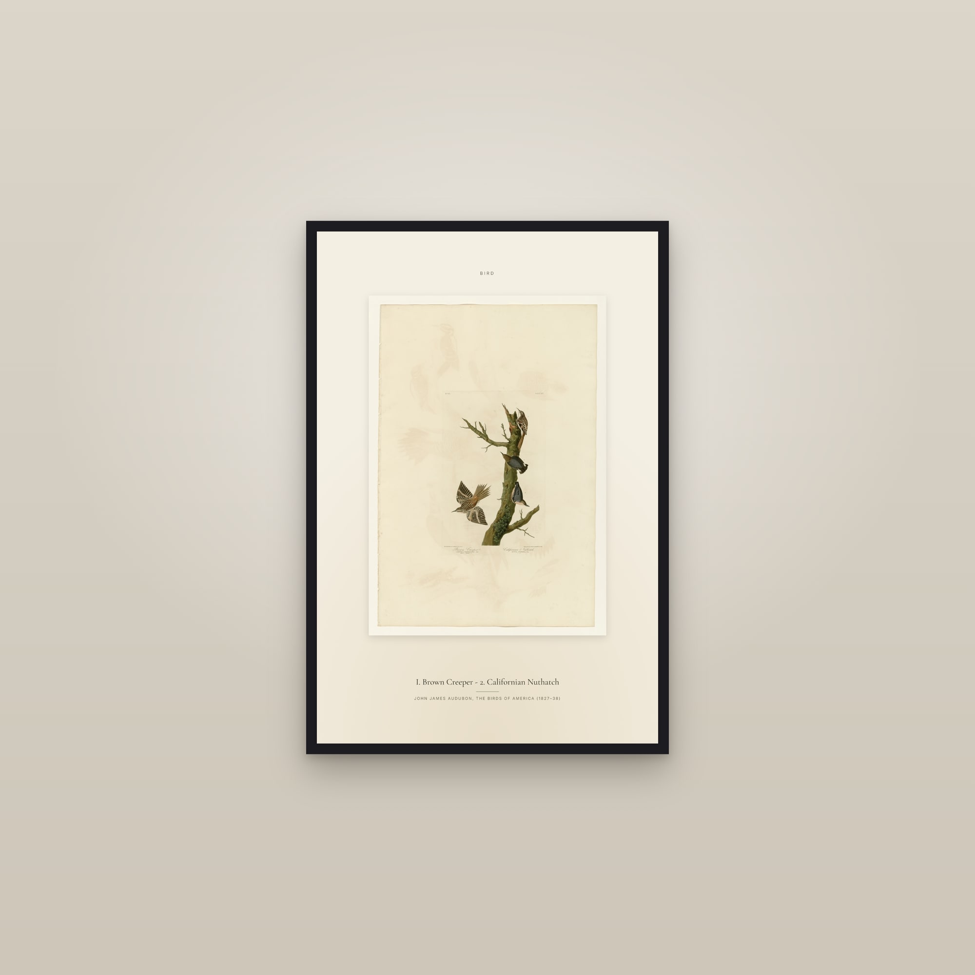 I. Brown Creeper - 2. Californian Nuthatch — Specimen — framed in a gallery setting