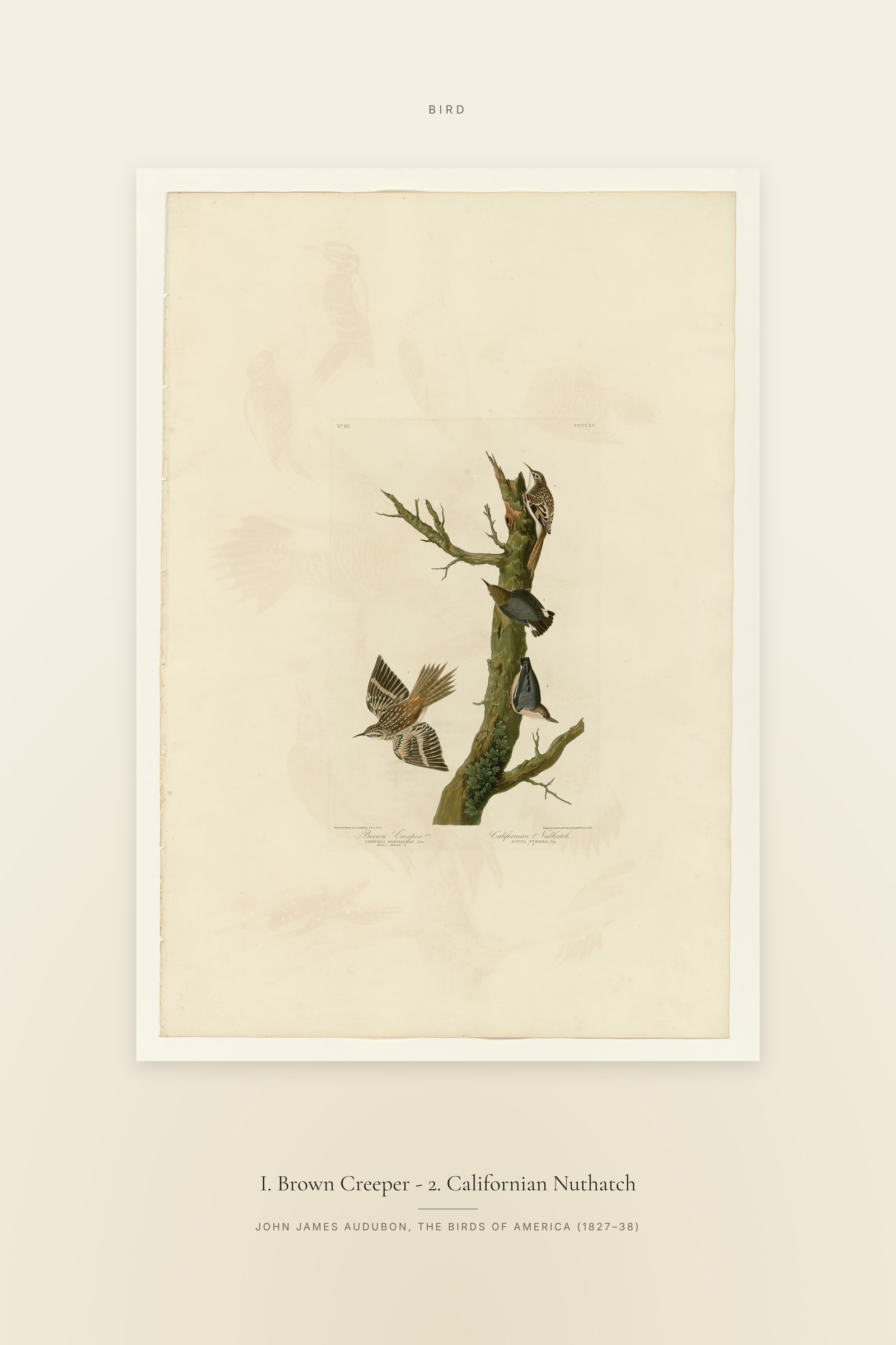 I. Brown Creeper - 2. Californian Nuthatch — Specimen