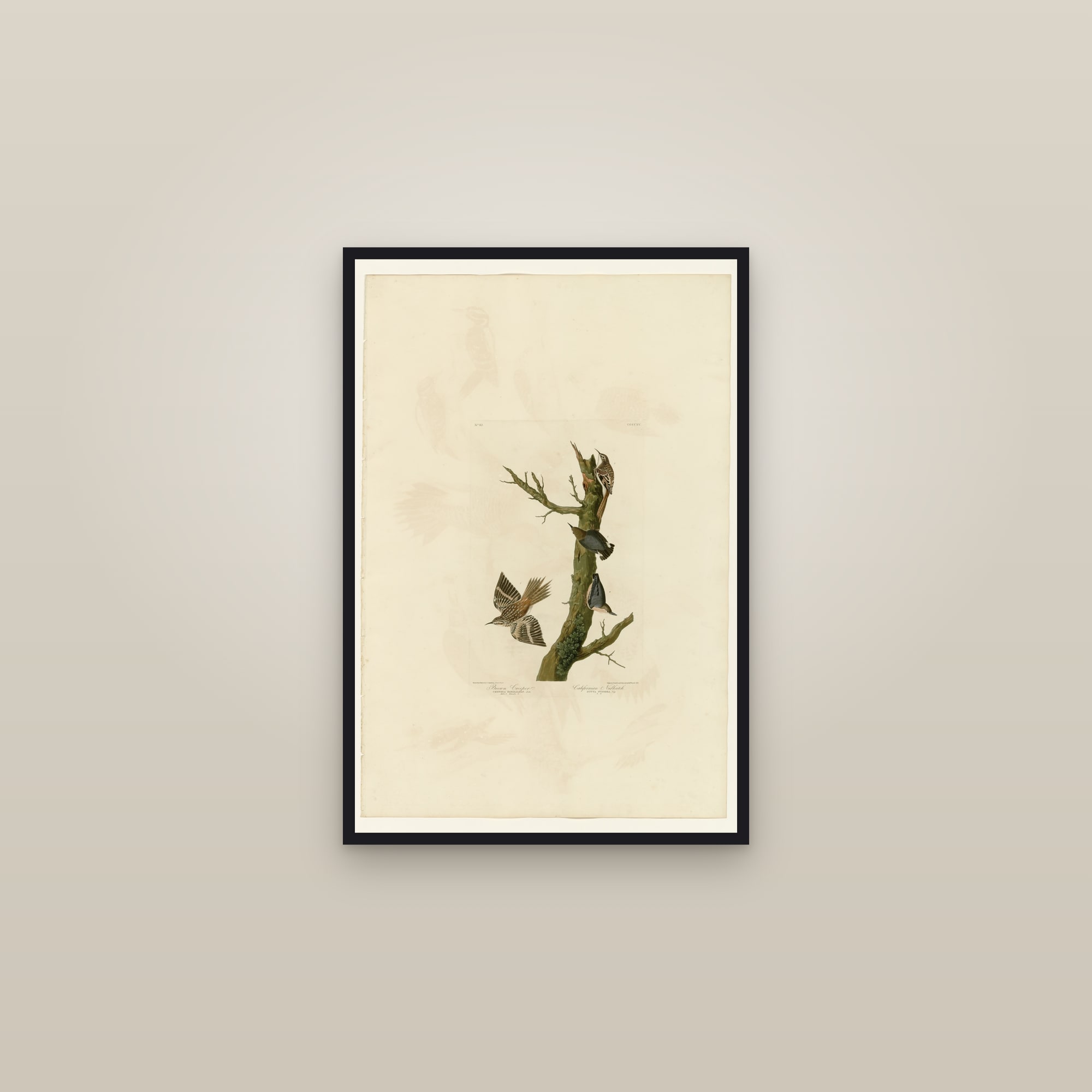 I. Brown Creeper - 2. Californian Nuthatch — framed in a gallery setting