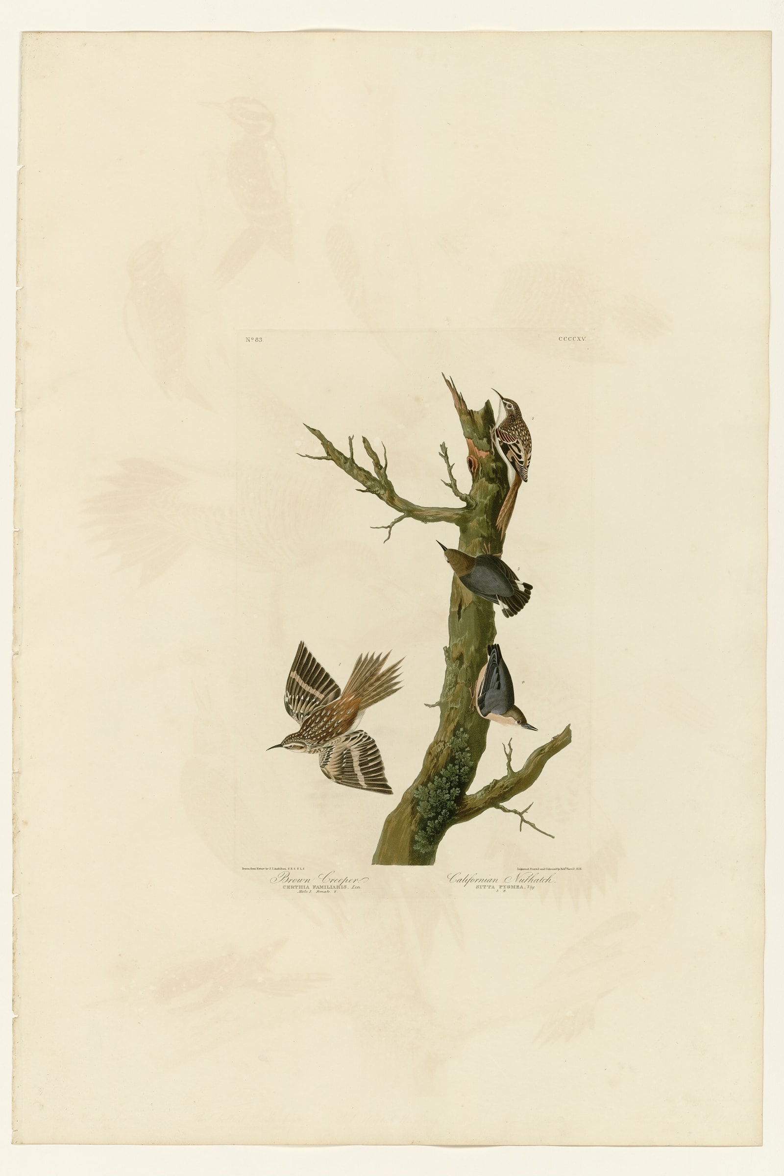 I. Brown Creeper - 2. Californian Nuthatch