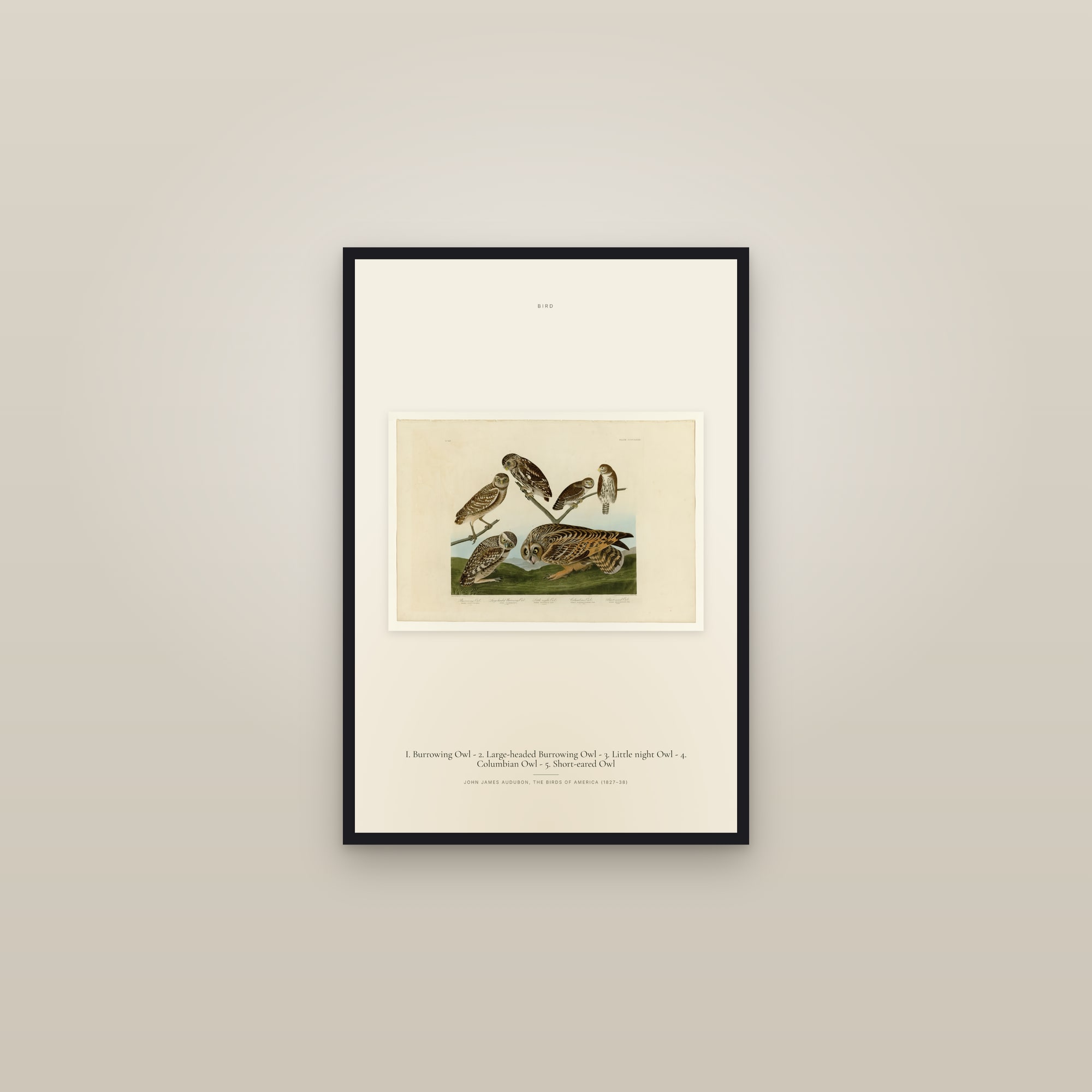 I. Burrowing Owl - 2. Large-headed Burrowing Owl - 3. Little night Owl - 4. Columbian Owl - 5. Short-eared Owl — framed in a gallery setting