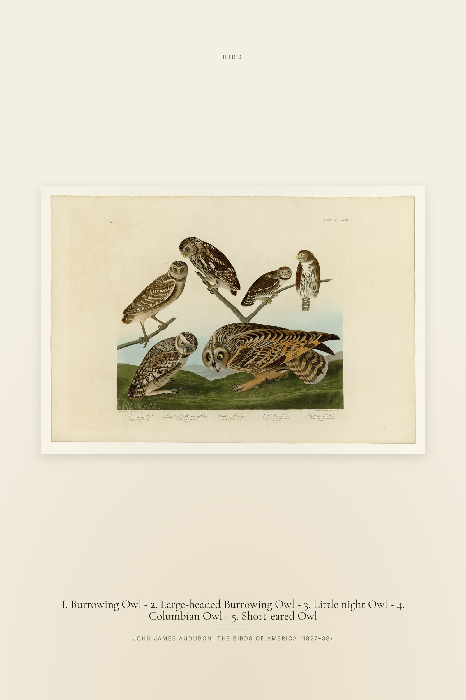 I. Burrowing Owl - 2. Large-headed Burrowing Owl - 3. Little night Owl - 4. Columbian Owl - 5. Short-eared Owl
