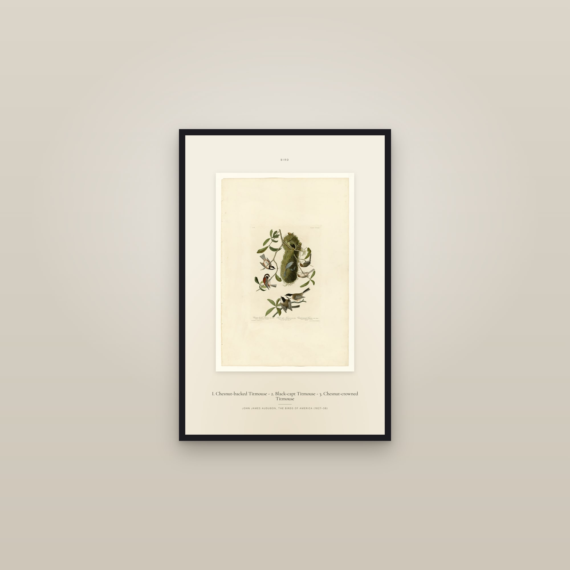 I. Chesnut-backed Titmouse - 2. Black-capt Titmouse - 3. Chesnut-crowned Titmouse — Specimen — framed in a gallery setting