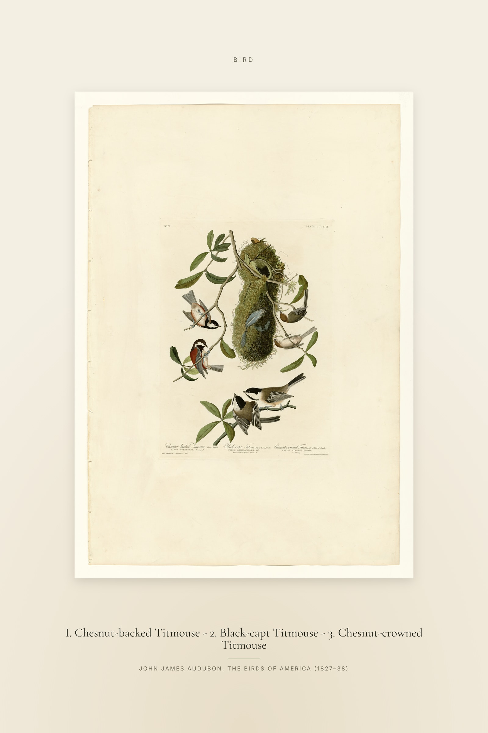 I. Chesnut-backed Titmouse - 2. Black-capt Titmouse - 3. Chesnut-crowned Titmouse — Specimen