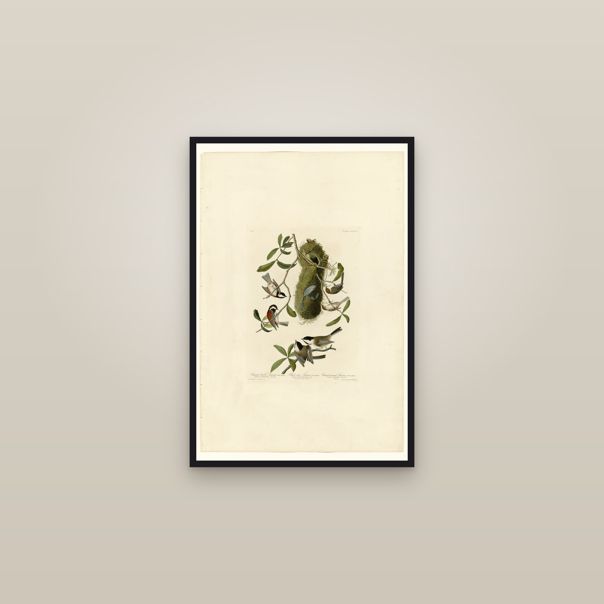 I. Chesnut-backed Titmouse - 2. Black-capt Titmouse - 3. Chesnut-crowned Titmouse — framed in a gallery setting