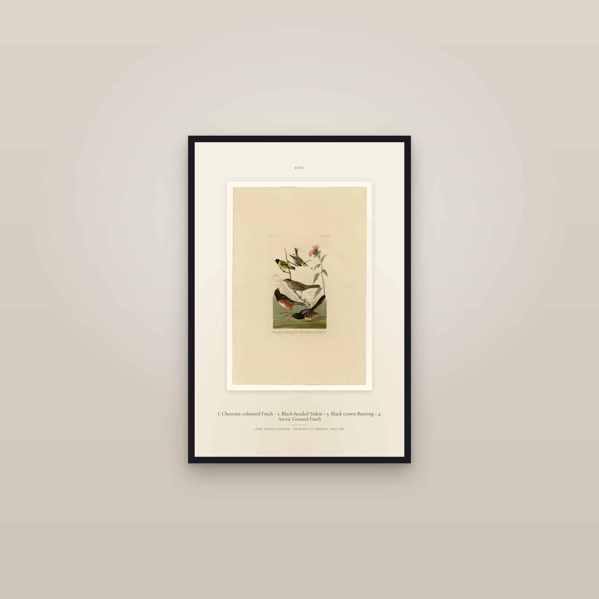 I. Chestnut-coloured Finch - 2. Black-headed Siskin - 3. Black crown Bunting - 4. Arctic Ground Finch — Specimen — framed in a gallery setting